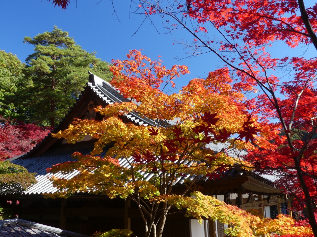 崇禅寺の紅葉 17 2 とても綺麗な紅葉を楽しめました 群馬県 桐生市 桐生 群馬県 の旅行記 ブログ By Minamicazeさん フォートラベル