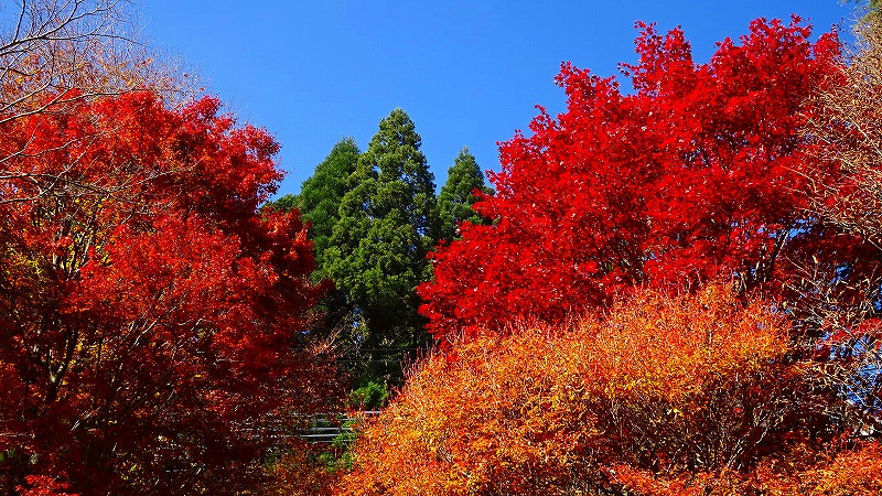 紅葉を求めて六甲山へ 六甲高山植物園 上巻 六甲山 摩耶山周辺 兵庫県 の旅行記 ブログ By Hn11さん フォートラベル 紅葉を求めて六甲山へ 六甲高山植物園 上巻 六甲山 摩耶山周辺 兵庫県 の旅行記 ブログ By Hn11さん フォートラベル