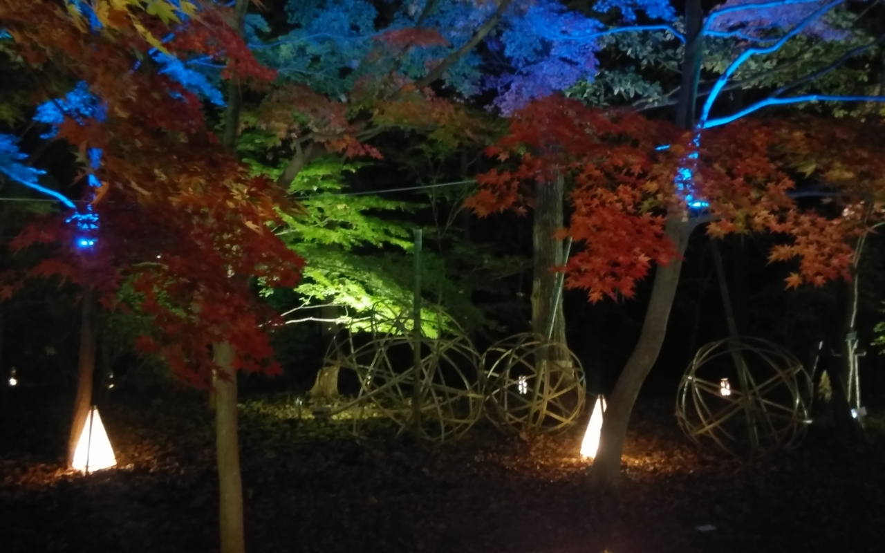 国営武蔵丘陵森林公園のカエデ その２ 紅葉見ナイト 埼玉県の旅行記 ブログ By けん爺さんさん フォートラベル