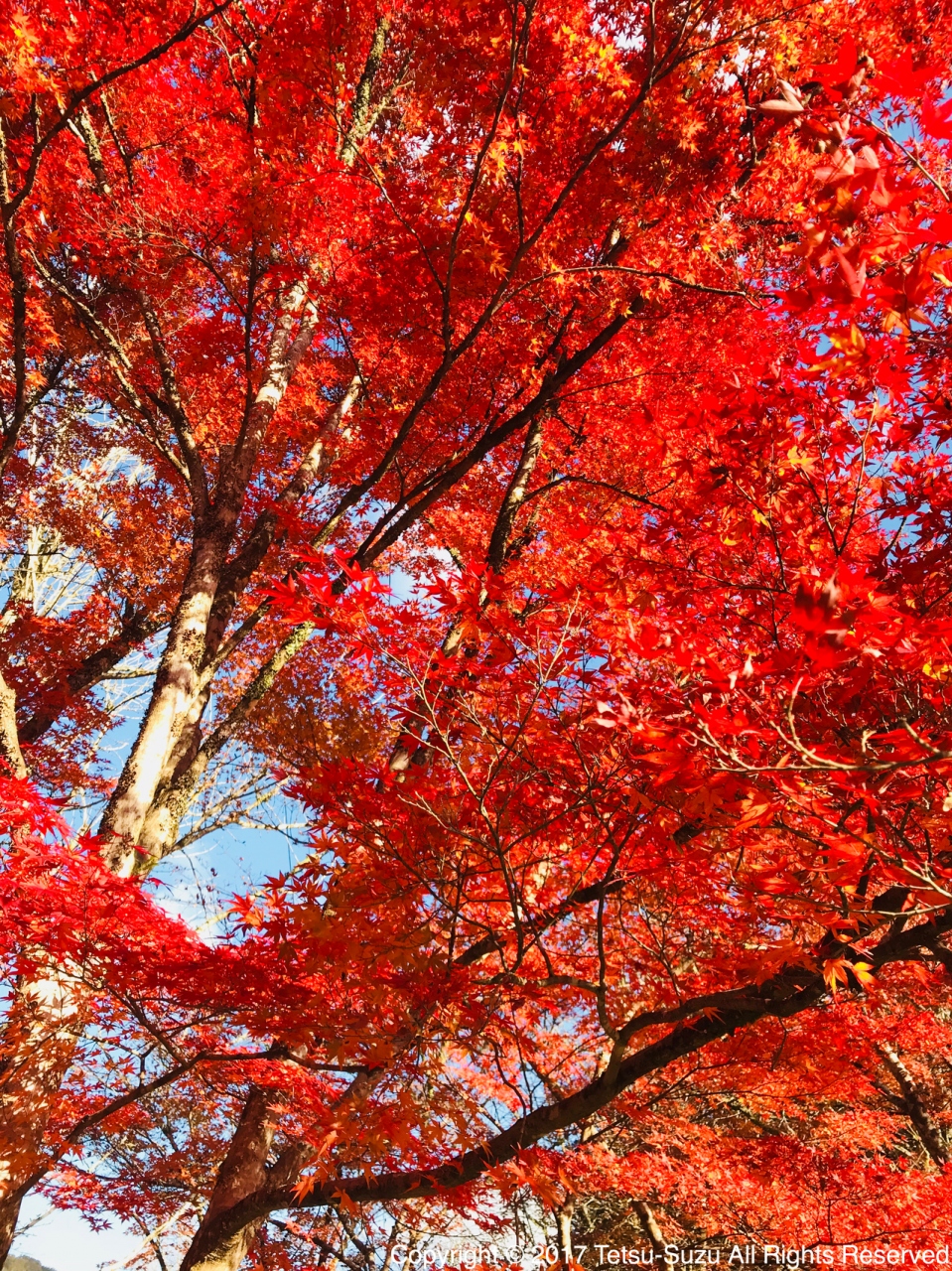 紅葉真っ盛り 香嵐渓へ弾丸旅 香嵐渓 白鷺温泉 笹戸温泉 愛知県 の旅行記 ブログ By てつすずさん フォートラベル