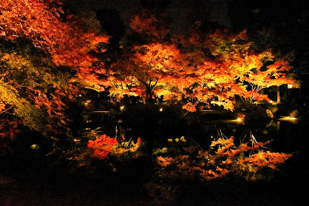 大田黒公園の紅葉ライトアップ 荻窪 西荻窪 東京 の旅行記 ブログ By みやっちさん フォートラベル