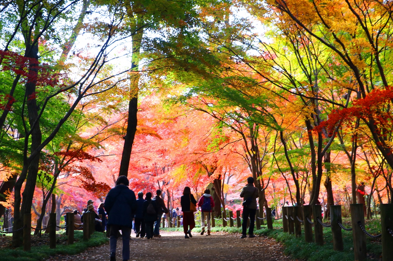 平林寺にモミジ燃ゆ 所沢 埼玉県 の旅行記 ブログ By Oakatさん フォートラベル