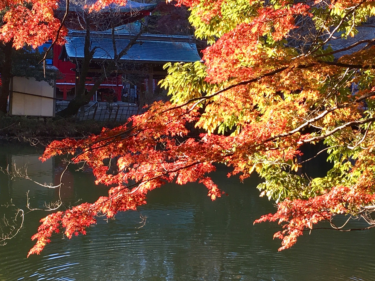 朝の公園散歩 井の頭公園の紅葉 2 吉祥寺 三鷹 東京 の旅行記 ブログ By えいちゃんさん フォートラベル