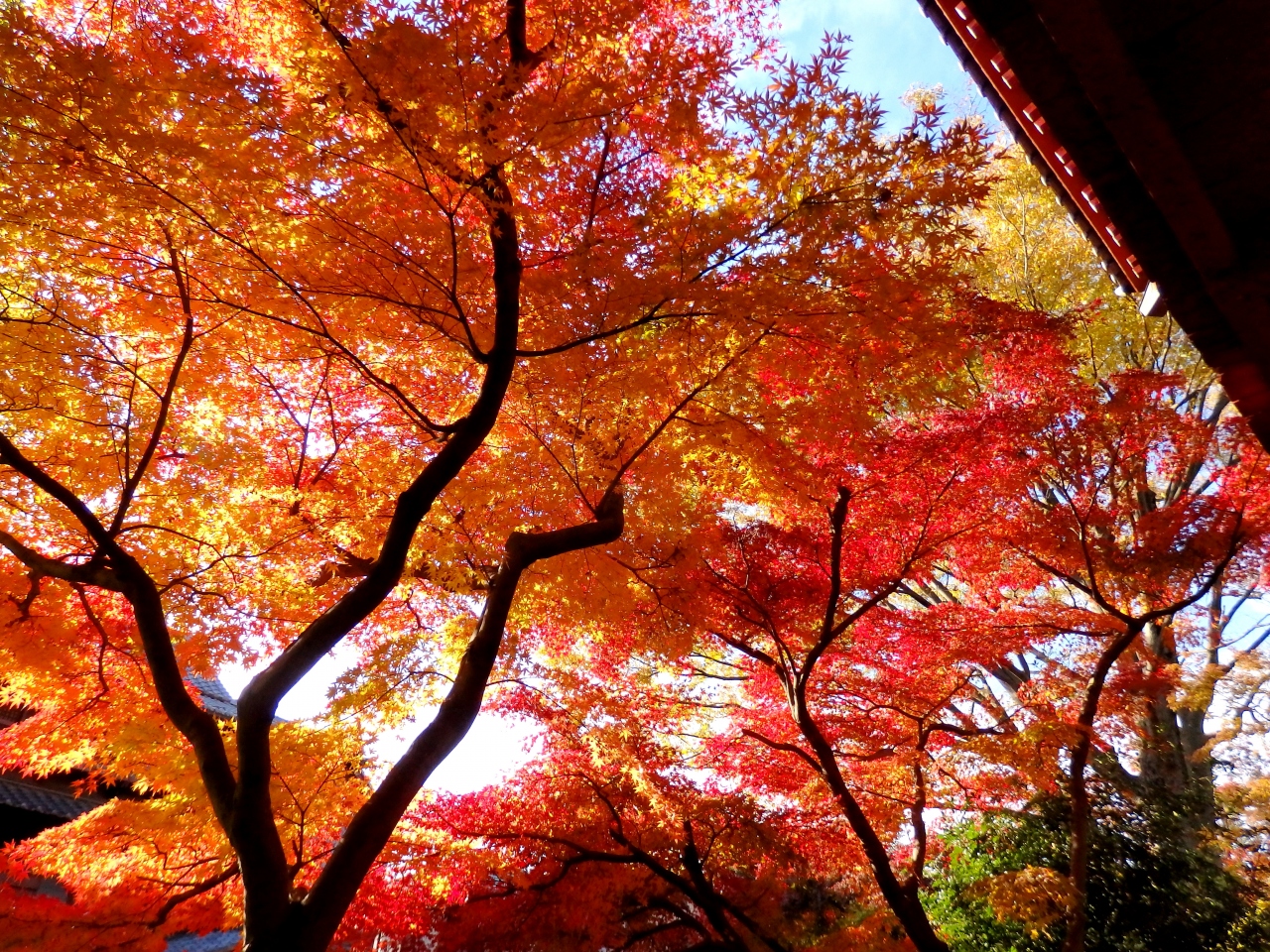 もみじ寺 松戸 本土寺 紅葉散歩 松戸 千葉県 の旅行記 ブログ By まーやんさん フォートラベル