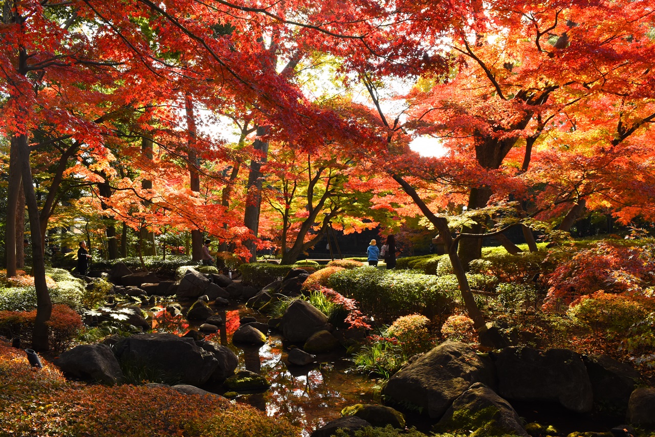 17年大田黒公園の紅葉風景 荻窪 西荻窪 東京 の旅行記 ブログ By みやっちさん フォートラベル