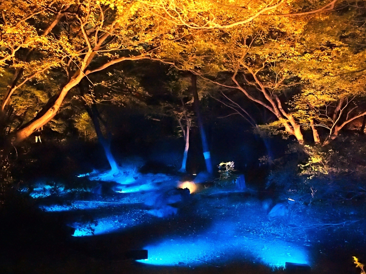 紅葉と大名庭園のライトアップ 六義園 大塚 巣鴨 駒込 東京 の旅行記 ブログ By こあひるさん フォートラベル