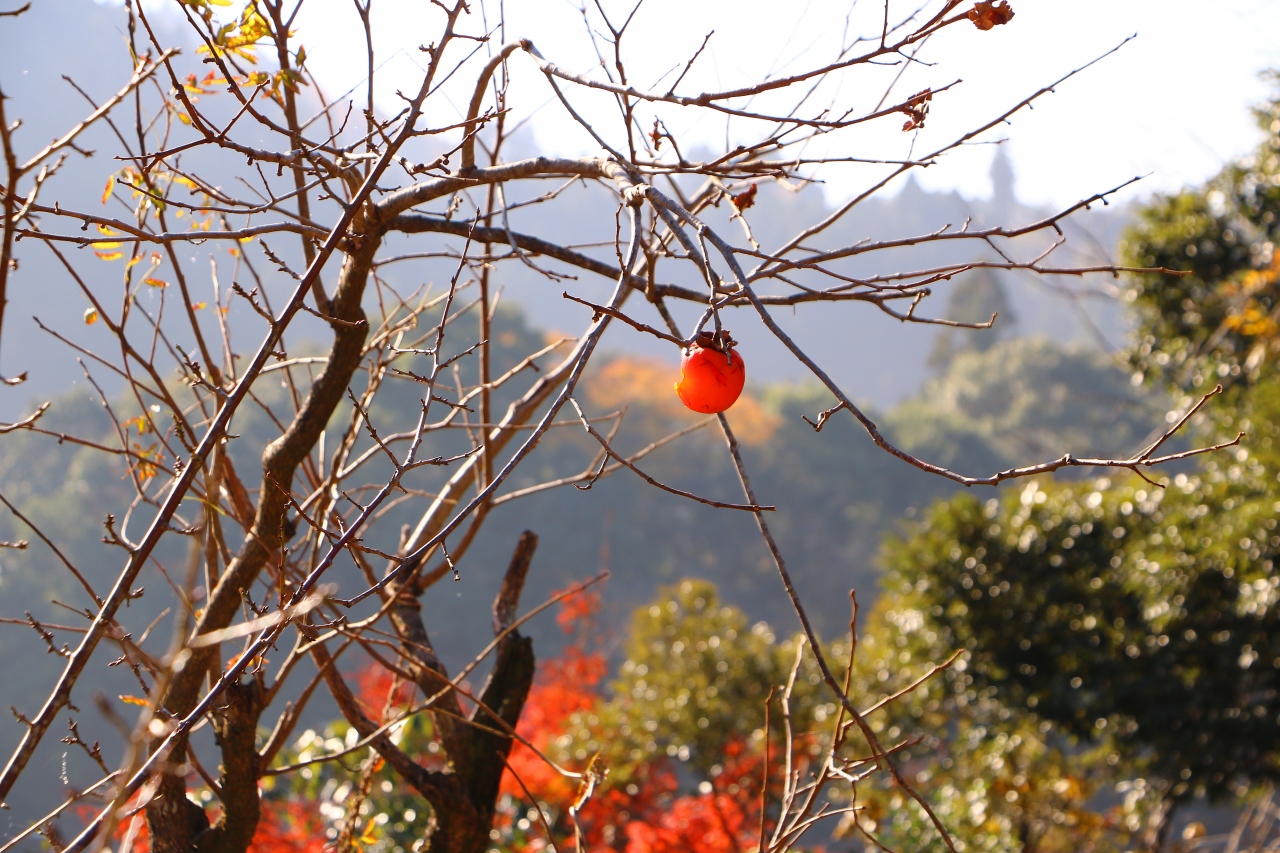 晩秋の房総 濃溝の滝 亀山湖 養老渓谷の紅葉をめぐる 養老渓谷 千葉県 の旅行記 ブログ By Oakatさん フォートラベル 晩秋の房総 濃溝の滝 亀山湖 養老渓谷の紅葉をめぐる 養老渓谷 千葉県 の旅行記 ブログ By Oakatさん フォートラベル