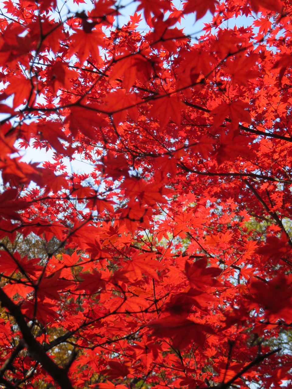 京都の紅葉ー北野天満宮のもみじ苑ー 今出川 北大路 北野 京都 の旅行記 ブログ By Tadさん フォートラベル 京都の紅葉ー北野天満宮のもみじ苑ー 今出川 北大路 北野 京都 の旅行記 ブログ By Tadさん フォートラベル