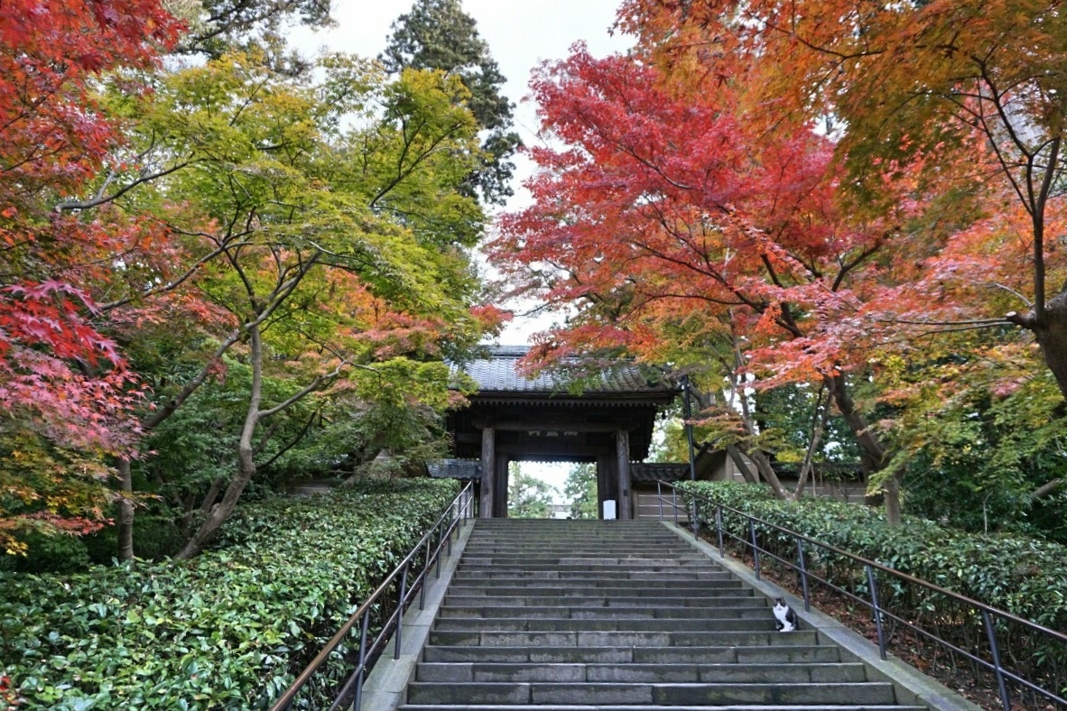 秋の鎌倉 1 北鎌倉駅から 紅葉が見頃の臨済宗大本山 円覚寺へ 鎌倉 神奈川県 の旅行記 ブログ By Comestaiさん フォートラベル