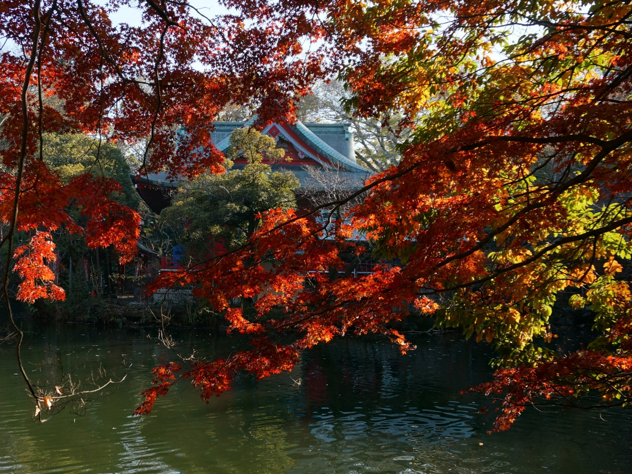 秋の井の頭公園 吉祥寺 三鷹 東京 の旅行記 ブログ By 愛吉さん フォートラベル