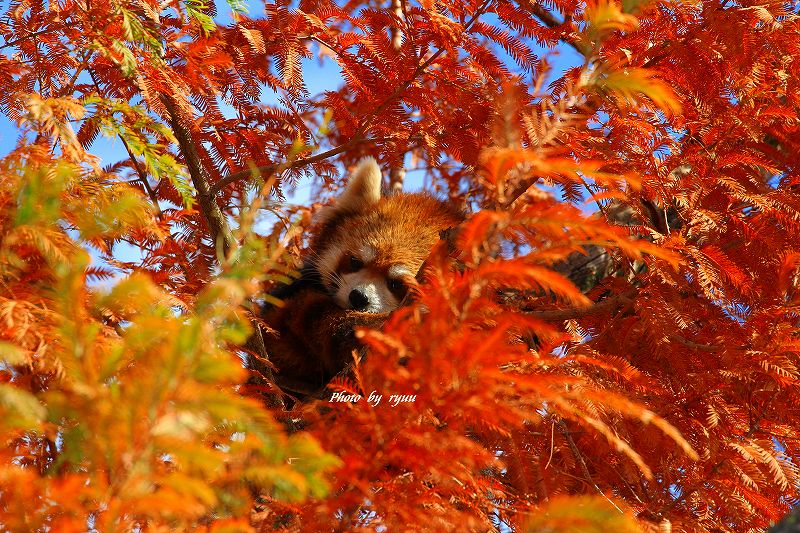 今年最後の京都の紅葉に滑り込めたのか 下鴨 宝ヶ池 平安神宮 京都 の旅行記 ブログ By Ryuu64さん フォートラベル