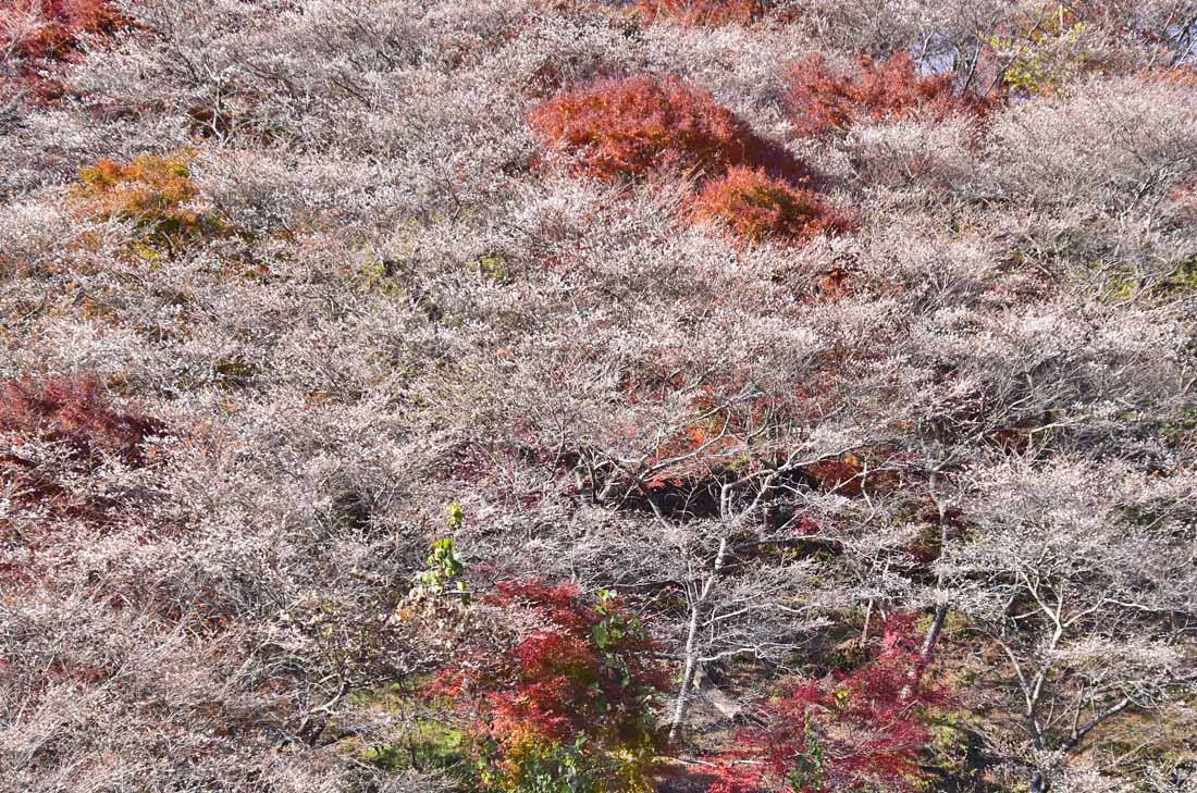 17紅葉 9 四季桜と紅葉のコラボ 川見四季桜の里 香嵐渓 白鷺温泉 笹戸温泉 愛知県 の旅行記 ブログ By 風に吹かれて旅人さん フォートラベル