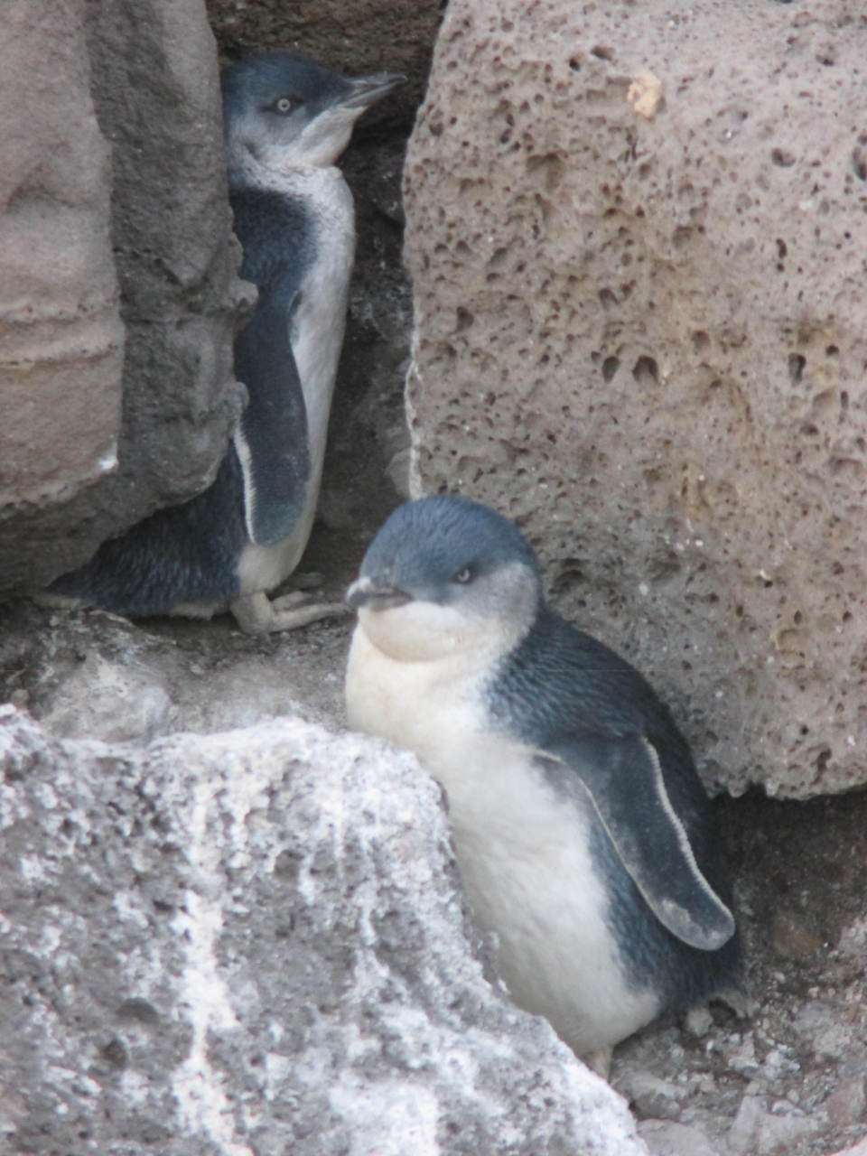 ペンギンが見れます メルボルン オーストラリア の旅行記 ブログ By かよママさん フォートラベル ペンギンが見れます メルボルン オーストラリア の旅行記 ブログ By かよママさん フォートラベル