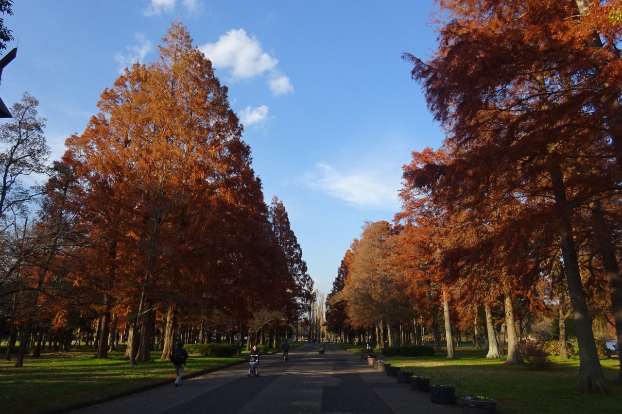 水元公園 メタセコイアの紅葉 ２０１７ 東京の旅行記 ブログ By Takeおじさん フォートラベル