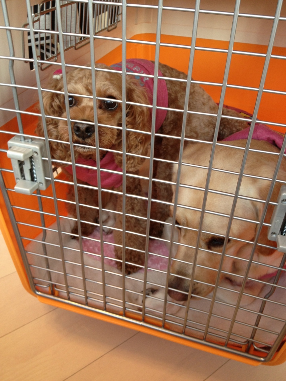 ハワイの犬の名前 40 選