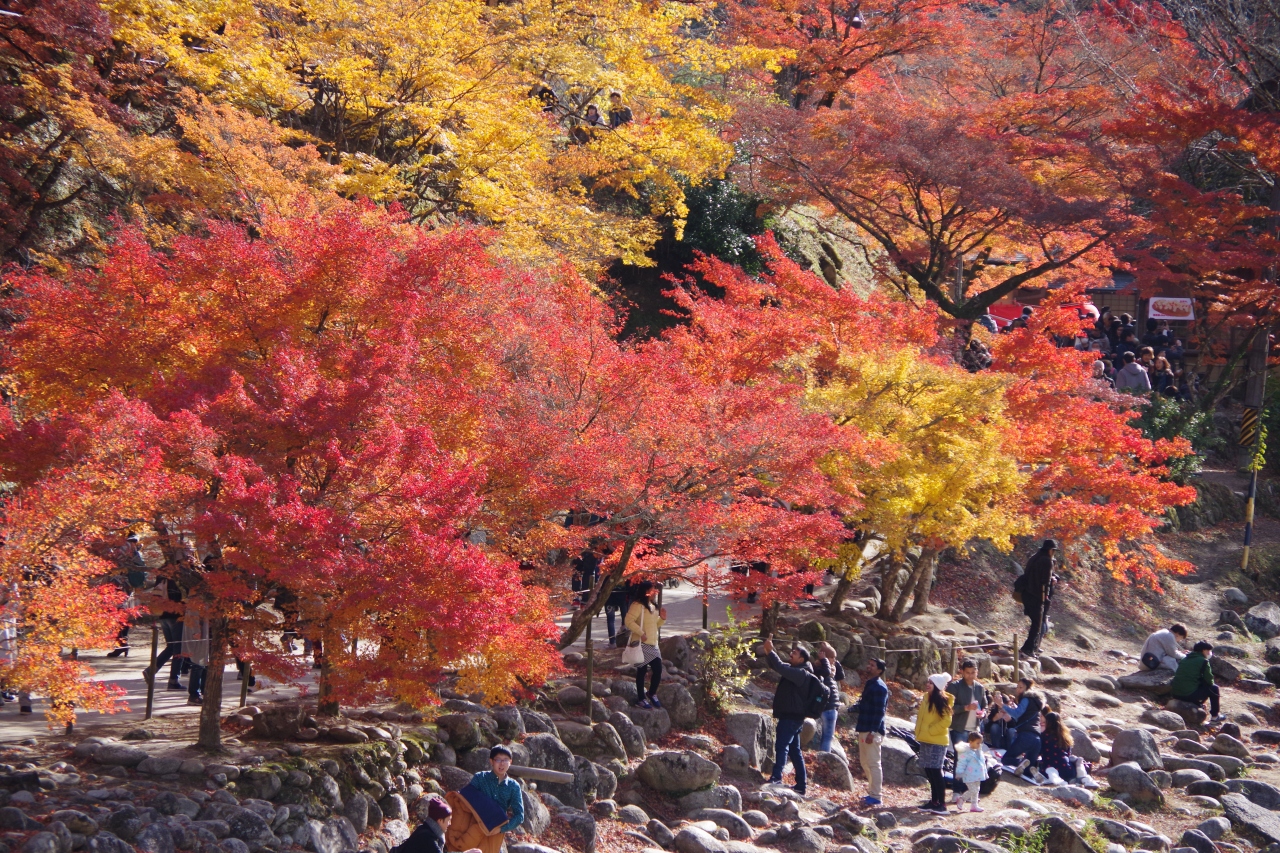 東海の紅葉の名所 香嵐渓 お昼過ぎは光が万遍なく差し込んで輝いています 香嵐渓 白鷺温泉 笹戸温泉 愛知県 の旅行記 ブログ By ミズ旅撮る人さん フォートラベル 東海の紅葉の名所 香嵐渓 お昼過ぎは光が万遍なく差し込んで輝いています 香嵐渓 白鷺温泉 笹戸温泉 愛知県 の旅行記 ブログ By ミズ旅撮る人さん フォートラベル
