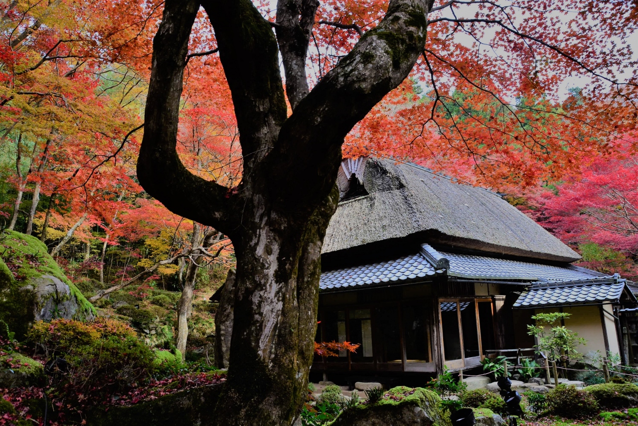 紅葉の教林坊 近江八幡 安土 滋賀県 の旅行記 ブログ By けんちゃんさん フォートラベル 紅葉の教林坊 近江八幡 安土 滋賀県 の旅行記 ブログ By けんちゃんさん フォートラベル