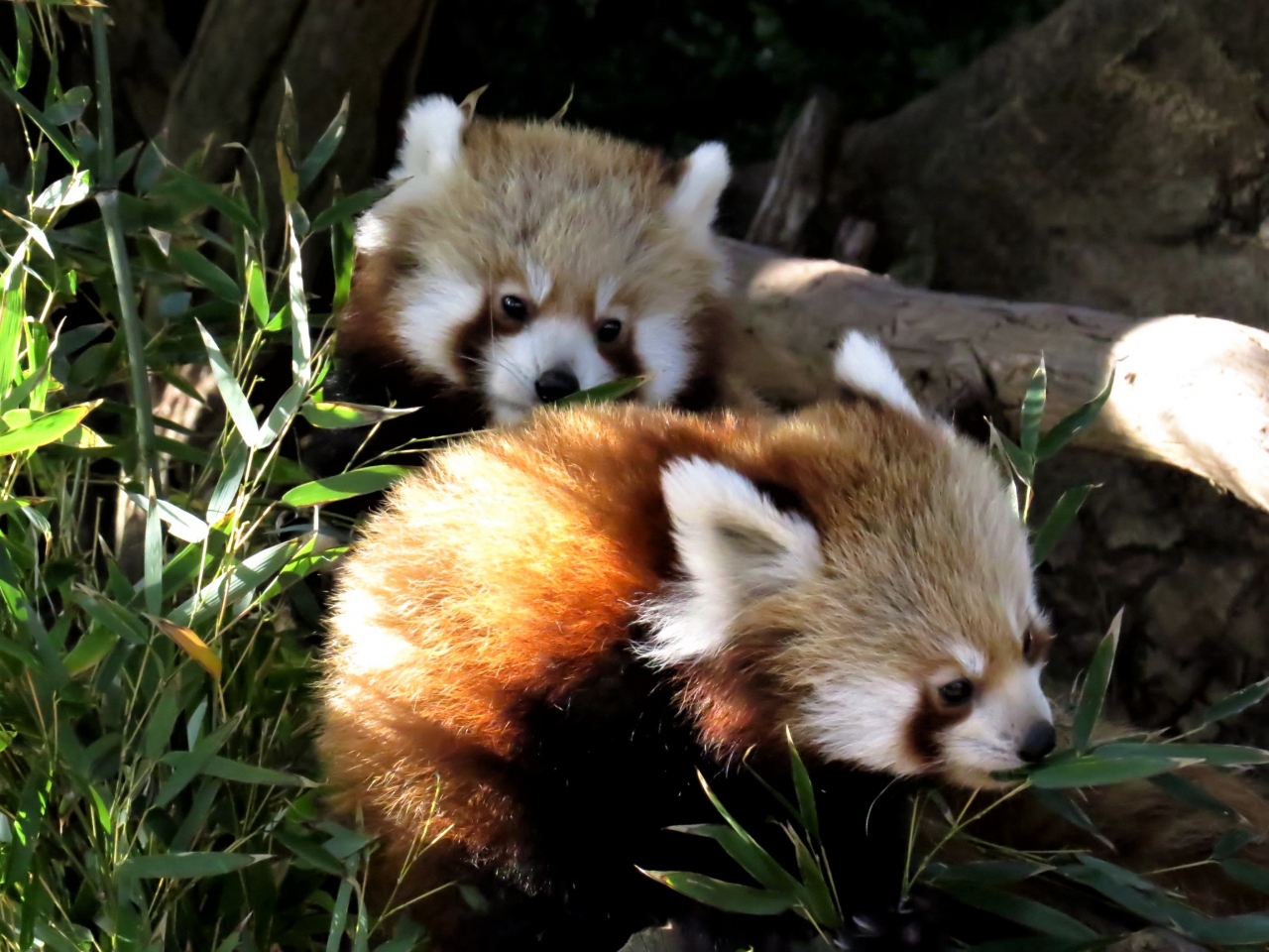 冬のレッサーパンダ紀行 ７ 熱川バナナワニ園 三島市楽寿園 新幹線トリオに会いに行くも 成育遅れで非展示のこだまちゃんには会えず 熱川 ルルちゃんも体調管理でお休み中 三島 熱川温泉 北川温泉 静岡県 の旅行記 ブログ By Jilllucaさん フォートラベル