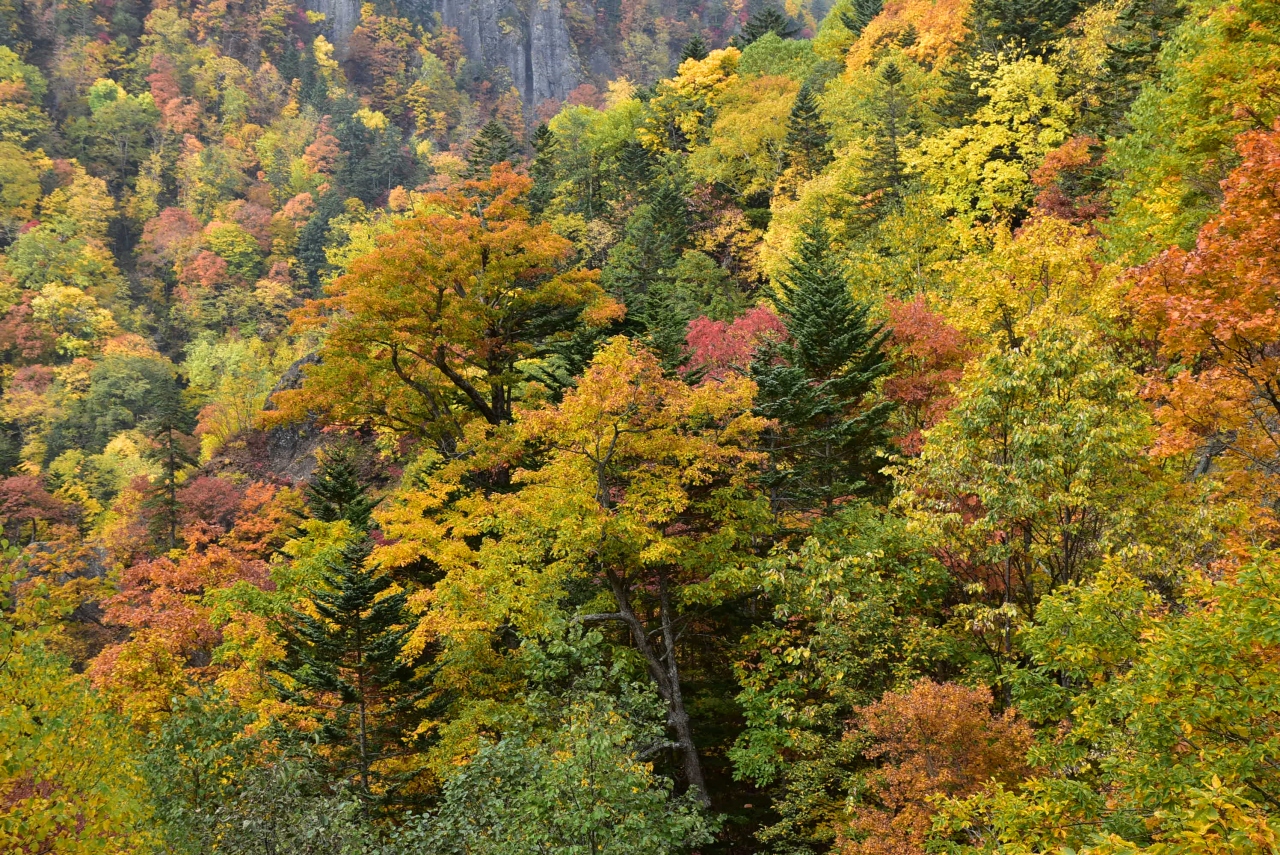 豊平峡の色鮮やかで美しい紅葉 17 北海道定山渓 定山渓温泉 北海道 の旅行記 ブログ By かっちんさん フォートラベル