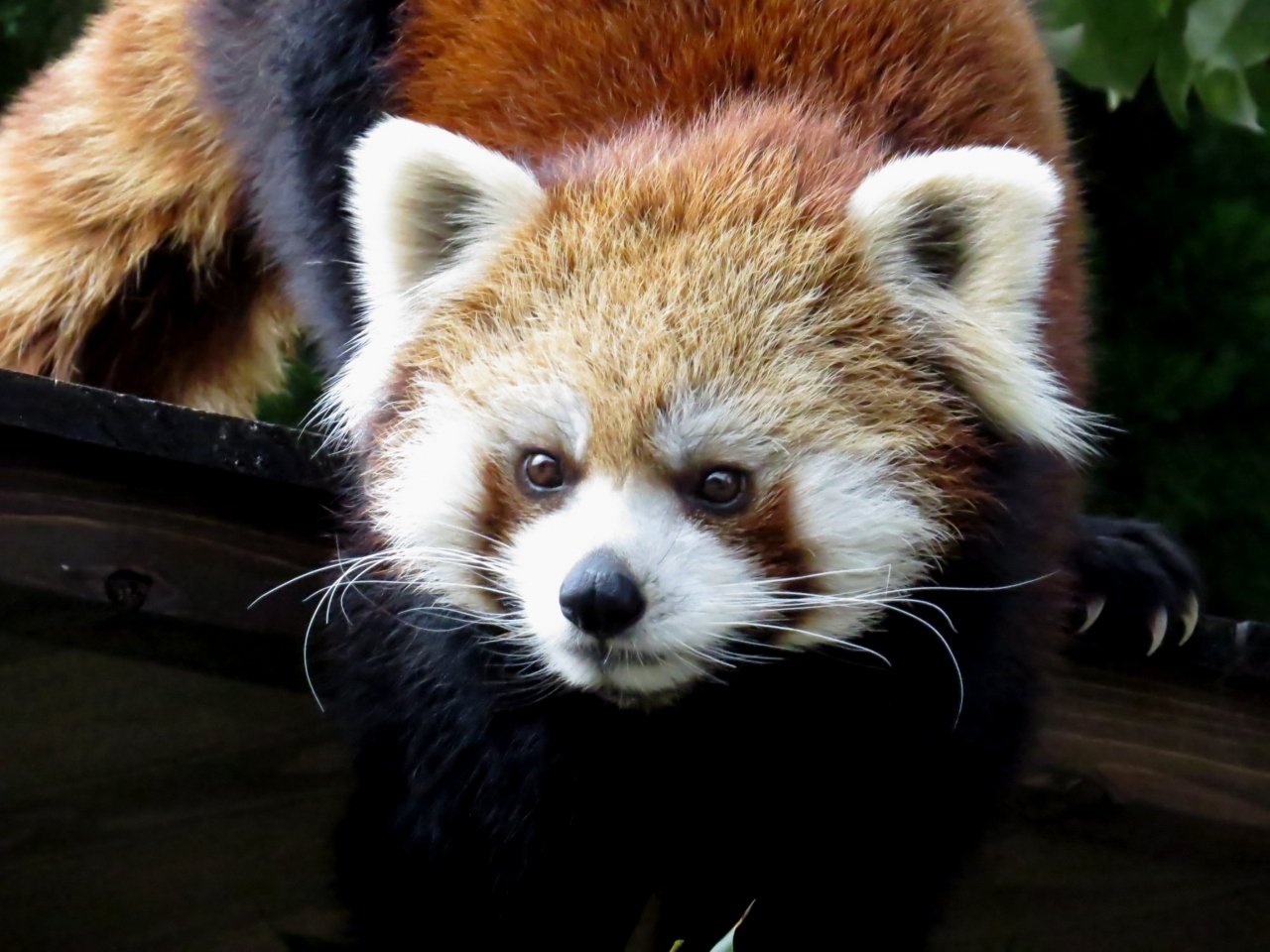 新春レッサーパンダ紀行 １ 九十九島動植物園森きらら 長崎バイオパーク 久しぶり ３年ぶりにレモン君に会えました 森きらら 全員元気そうで良かった 長崎バイオ 佐世保 長崎県 の旅行記 ブログ By Jilllucaさん フォートラベル