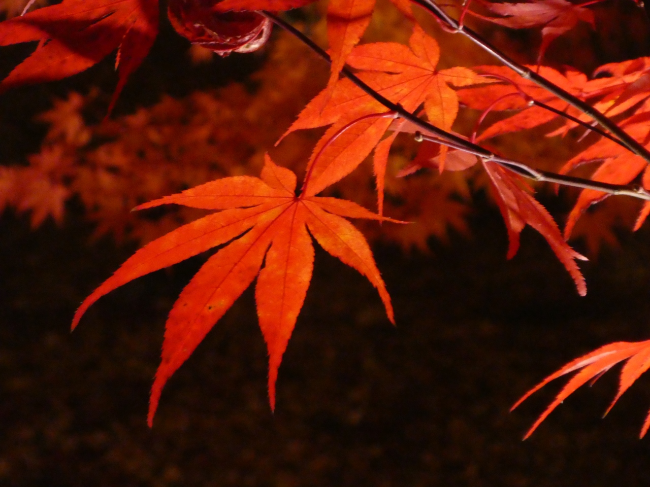 京都 紅葉旅行 嵐山 永観堂ライトアップなど 嵐山 嵯峨野 太秦 桂 京都 の旅行記 ブログ By Yoshiさん フォートラベル