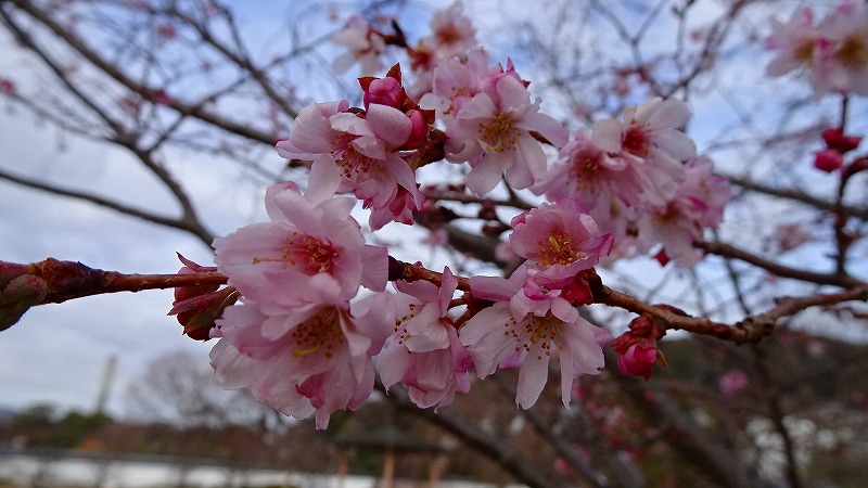 池田城跡公園へ十月桜を見に行きました 池田 大阪 の旅行記 ブログ By Hn11さん フォートラベル