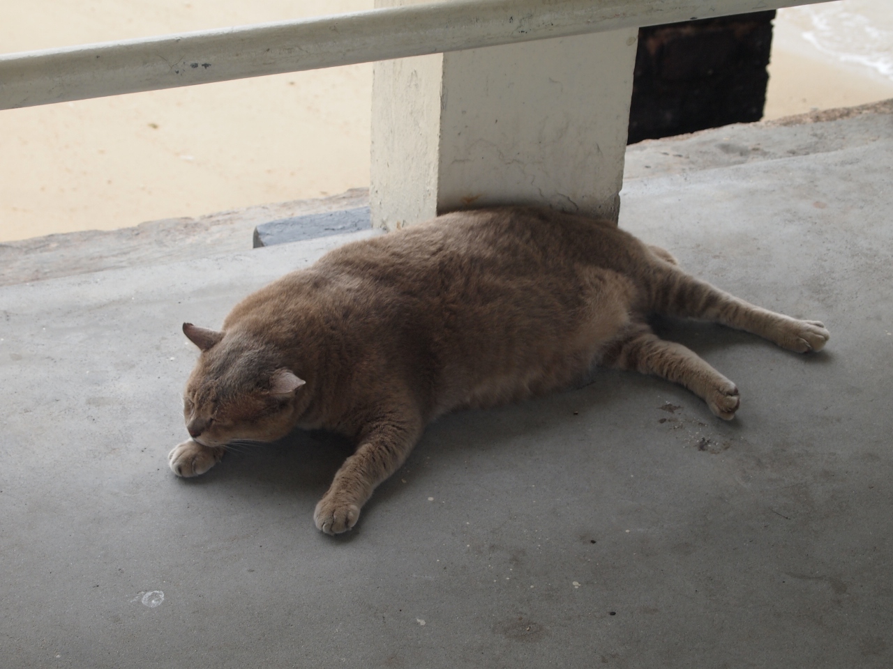 東南アジア一周day6 シンガポール 猫島訪問 そしてklへ出発 シンガポール シンガポール の旅行記 ブログ By うなぎ猫さん フォートラベル