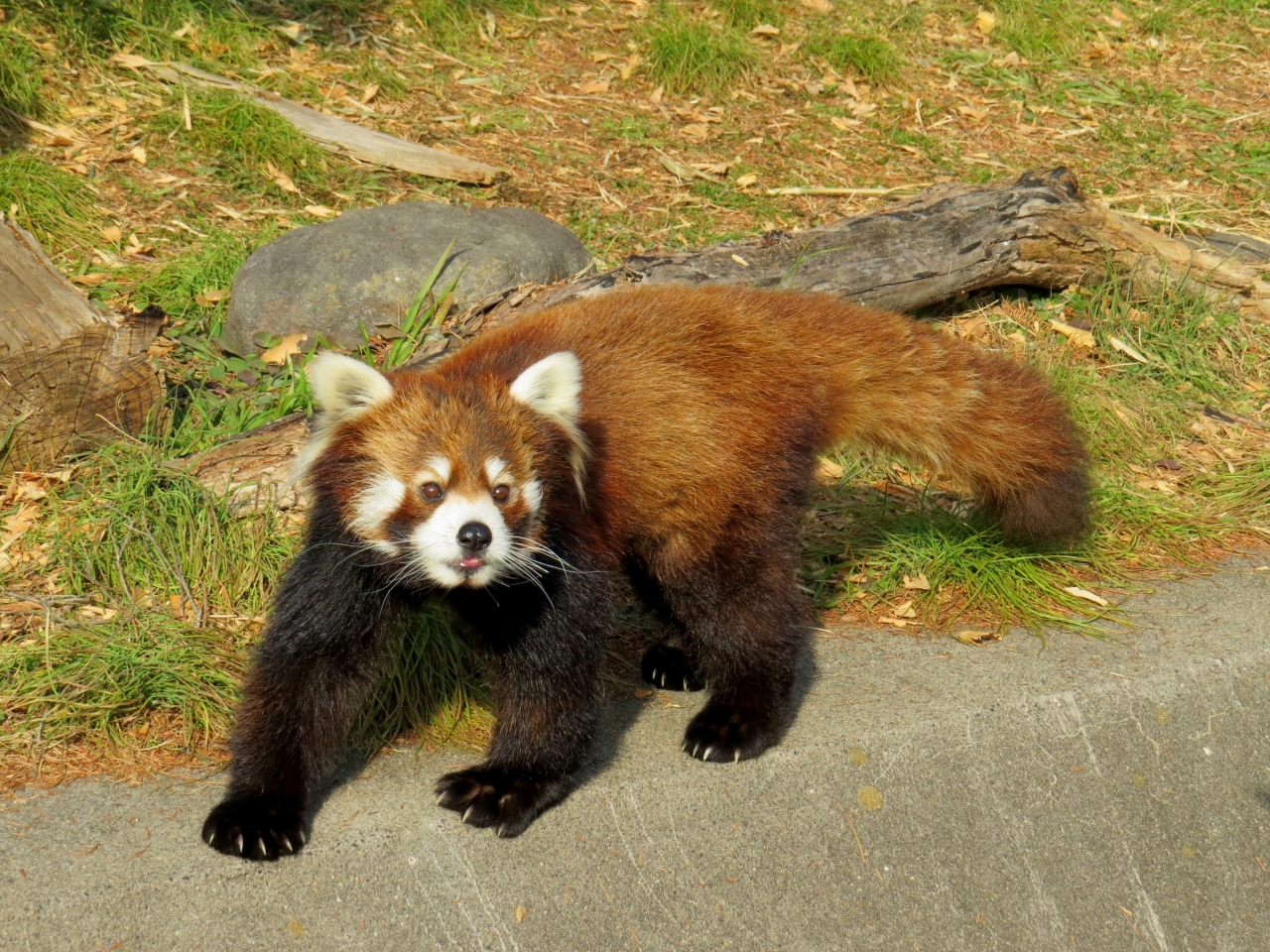真冬のレッサーパンダ紀行 3 東武動物公園 よかった 新天地でとっても楽しそうな源太君 三郷 吉川 埼玉県 の旅行記 ブログ By Jilllucaさん フォートラベル 真冬のレッサーパンダ紀行 3 東武動物公園 よかった 新天地でとっても楽しそうな源太君 三郷 吉川 埼玉県 の旅行記 ブログ By Jilllucaさん フォートラベル