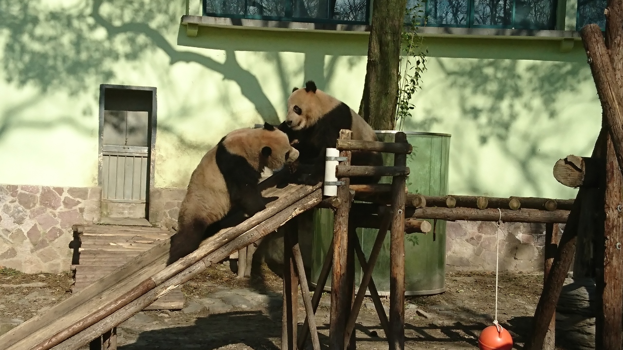 上海で動物園とディズニー 上海 中国 の旅行記 ブログ By さんじゃさん フォートラベル