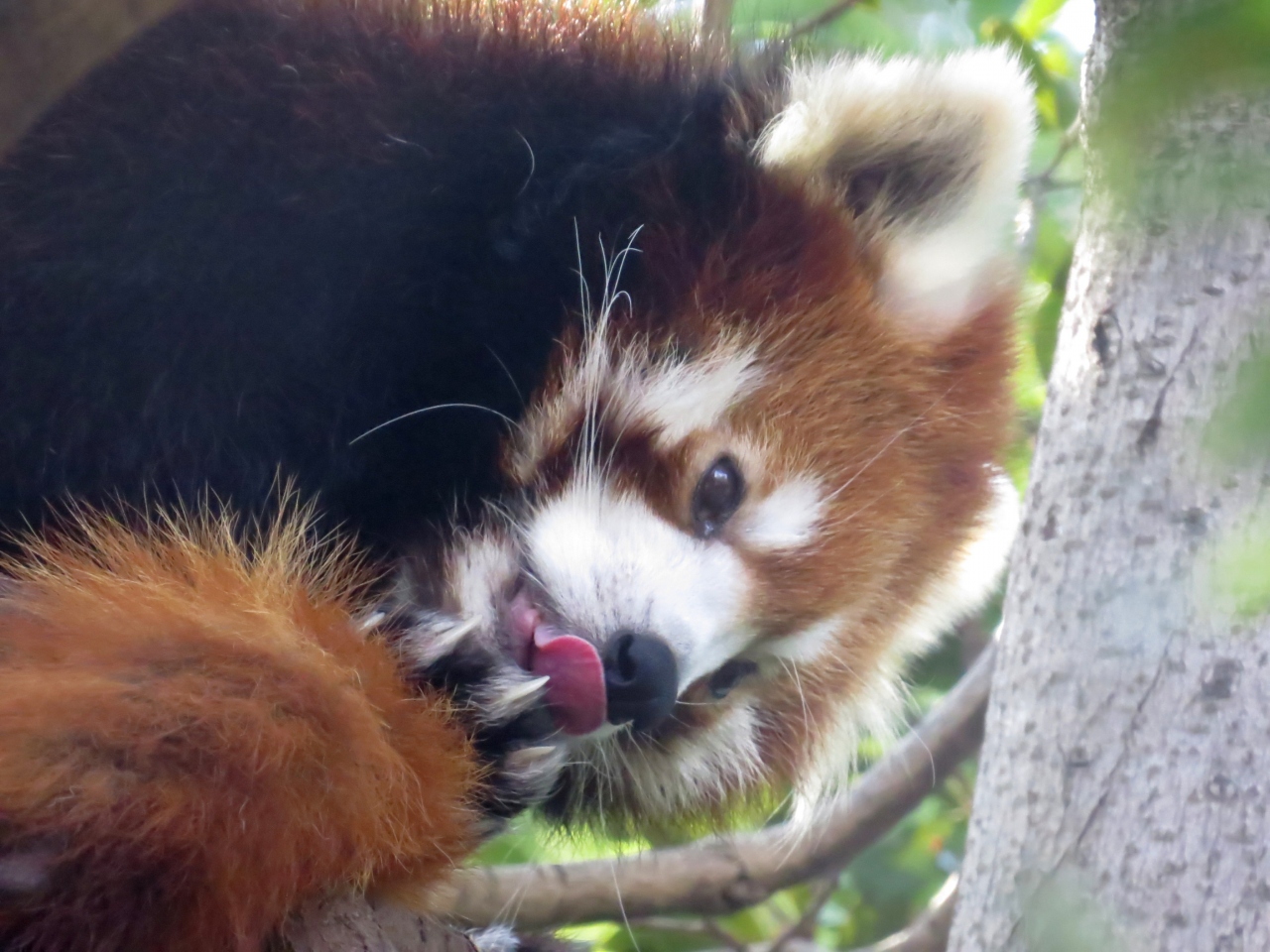 真冬のレッサーパンダ紀行 ５ 江戸川区自然動物園 よこはま動物園ズーラシア 相変わらずお美しいユウユウさん 江戸川 こちらは相変わらず可愛らしいララちゃん デールさん ズーラシア おまけ ミュウツーexレイド 逃げ恥マンション 葛西 東京 の旅行記