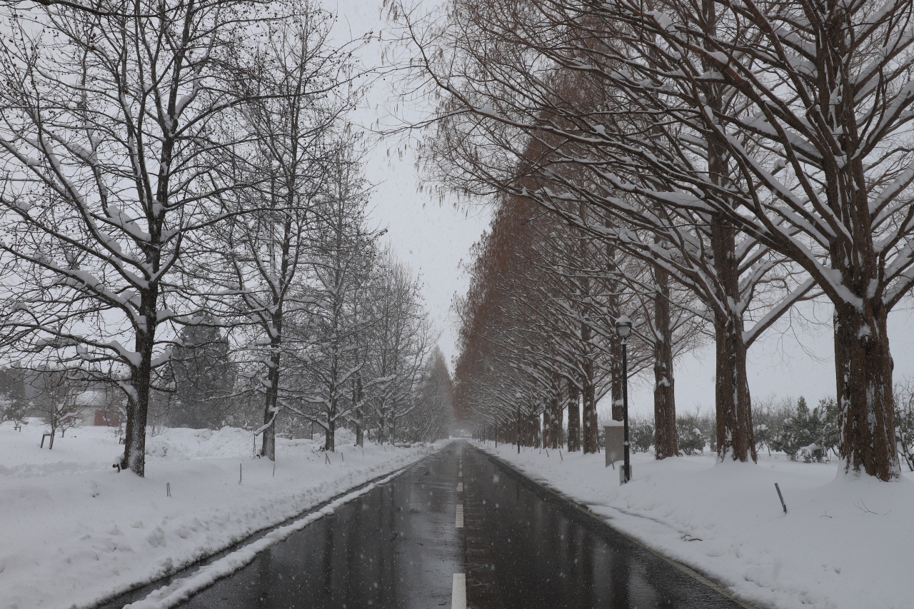 旅するイルカ メタセコイヤ並木と美山かやぶきの里雪灯廊へ 亀岡 京都 の旅行記 ブログ By イルカさん フォートラベル