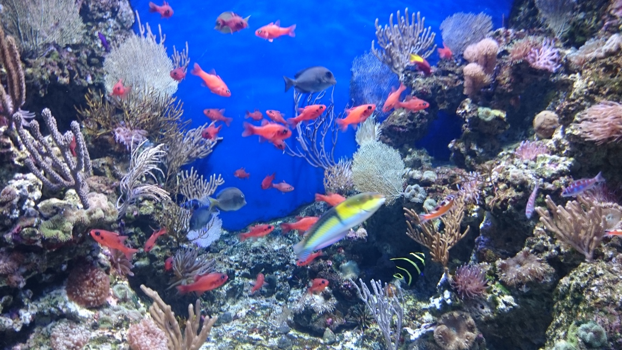 1801 シンガポール3 1 セントーサ シーアクア フェスティブホテル シンガポール シンガポール の旅行記 ブログ By ちぽろさん フォートラベル