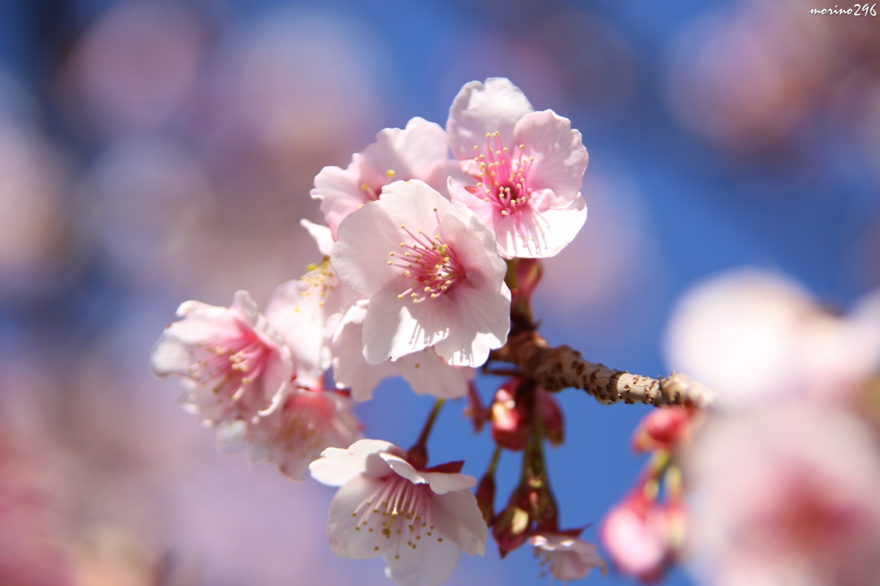 立春 梅と桜を楽しみに熱海まで 熱海 静岡県 の旅行記 ブログ By Morino296さん フォートラベル 立春 梅と桜を楽しみに熱海まで 熱海 静岡県 の旅行記 ブログ By Morino296さん フォートラベル