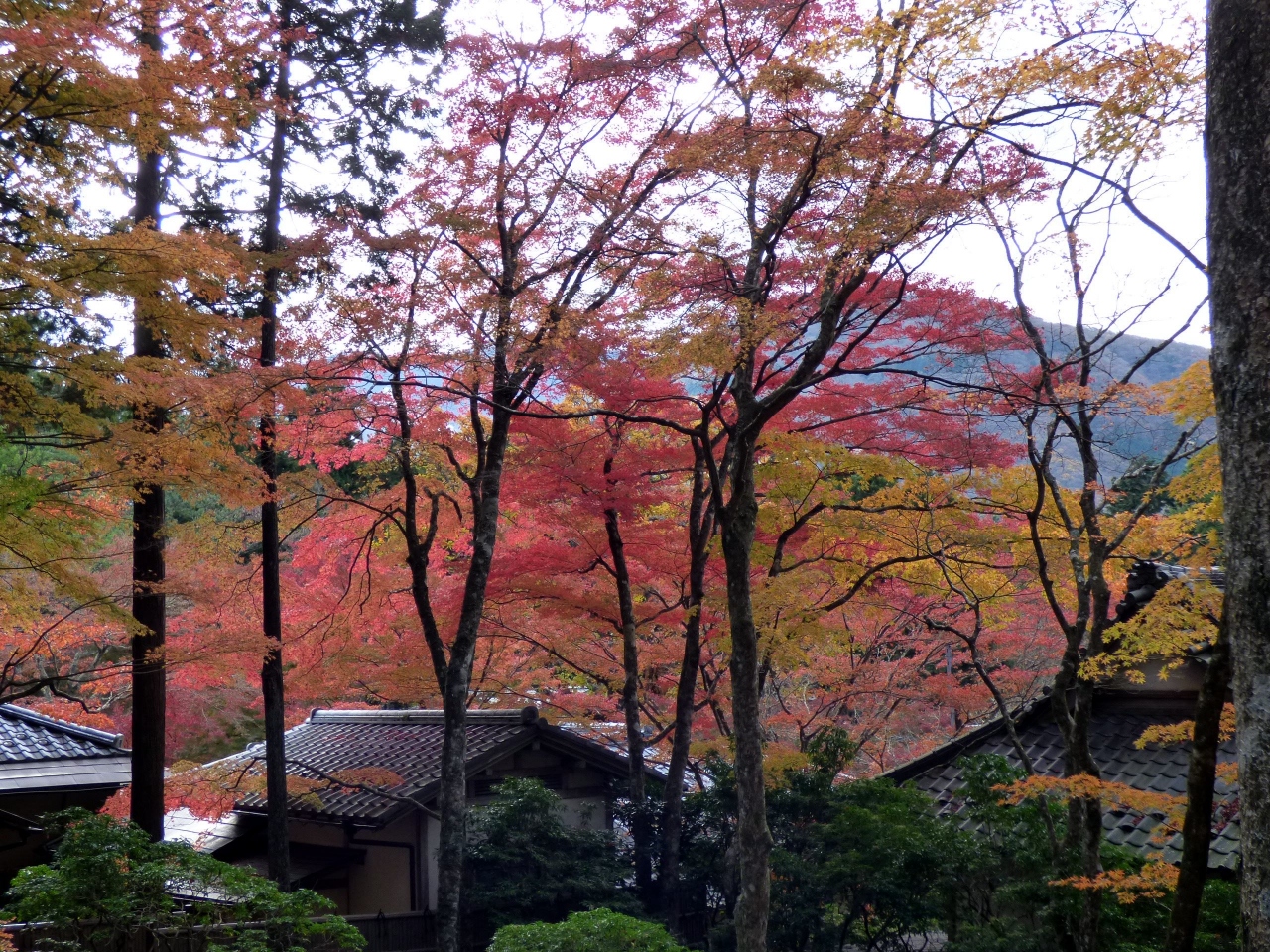 ０３ 仙石原 長安寺の紅葉を見る箱根日帰り 紅葉の長安寺散策その２ 仙石原 神奈川県 の旅行記 ブログ By ミシマさん フォートラベル