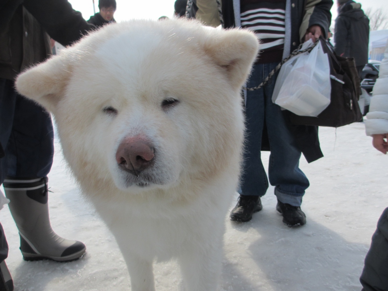 犬っこまつりは 酒っこ祭り 湯沢 秋田 秋田県 の旅行記 ブログ By おかんさん フォートラベル