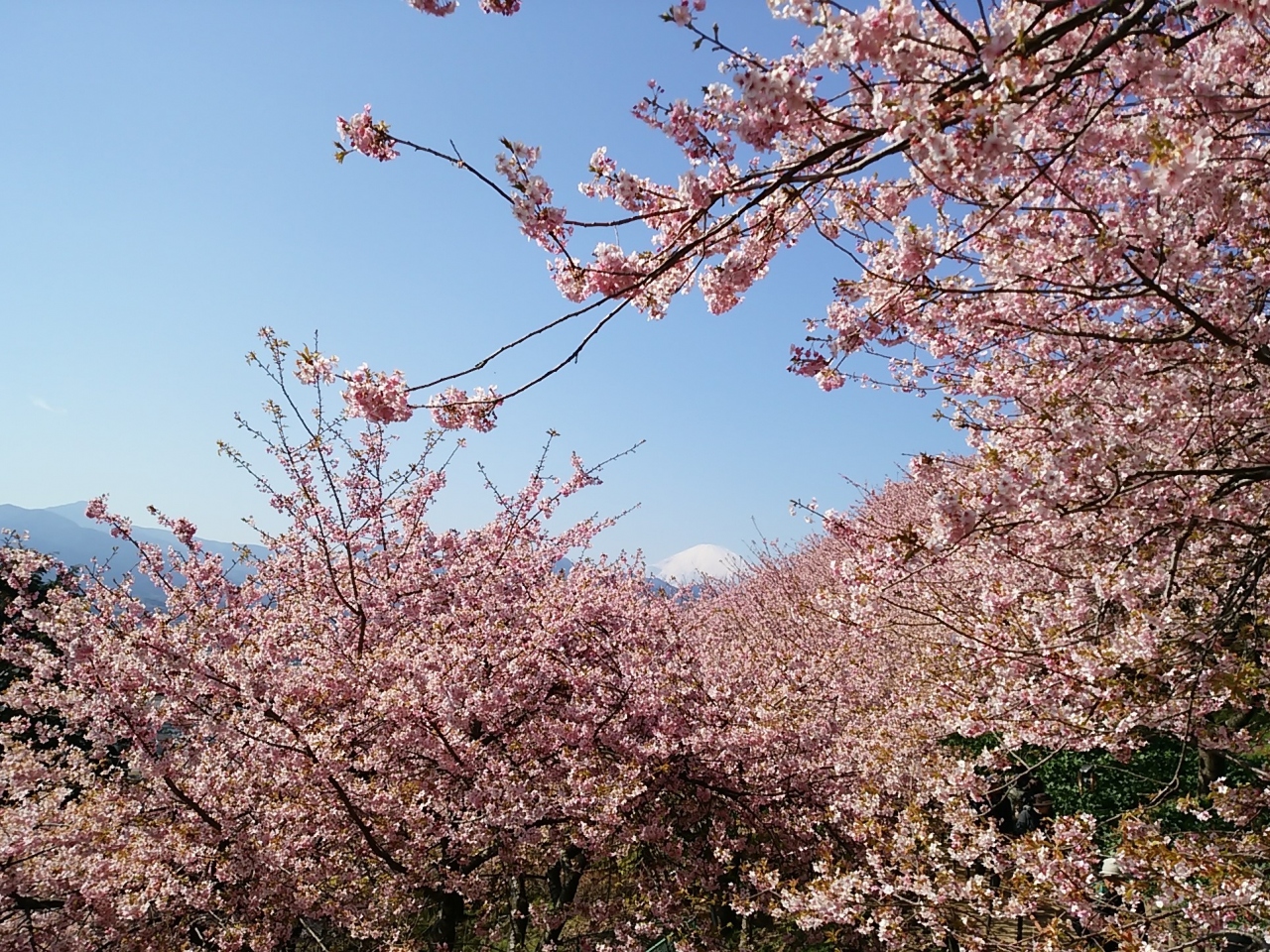 17年 満開 松田桜まつり 秦野 松田 足柄 神奈川県 の旅行記 ブログ By Hito27yasumiさん フォートラベル 17年 満開 松田桜まつり 秦野 松田 足柄 神奈川県 の旅行記 ブログ By Hito27yasumiさん フォートラベル