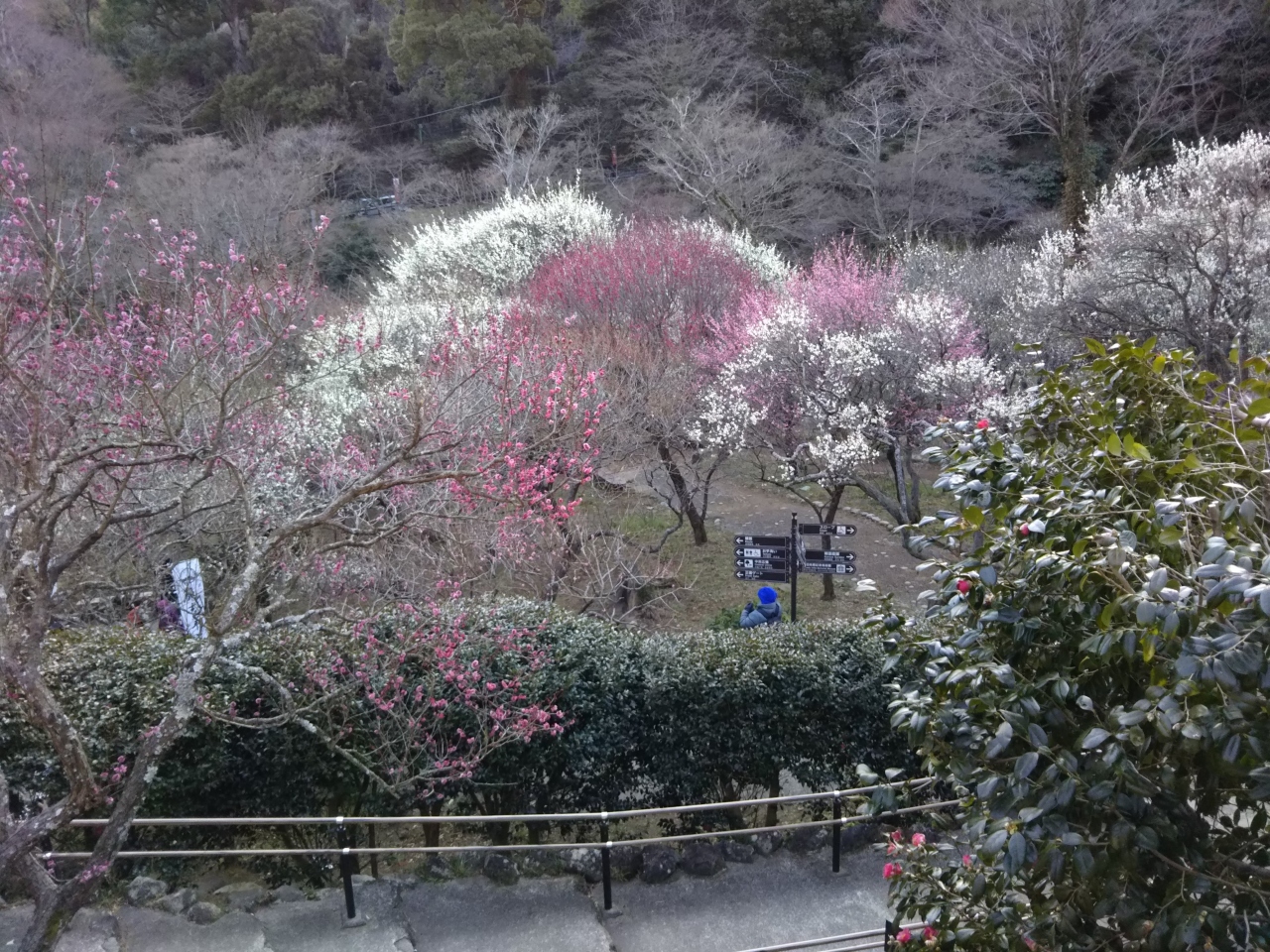 重要文化財 旧日向家別邸 ブルーノ タウト設計 と温泉 梅園 熱海 静岡県 の旅行記 ブログ By Sumireさん フォートラベル 重要文化財 旧日向家別邸 ブルーノ タウト設計 と温泉 梅園 熱海 静岡県 の旅行記 ブログ By Sumireさん フォートラベル