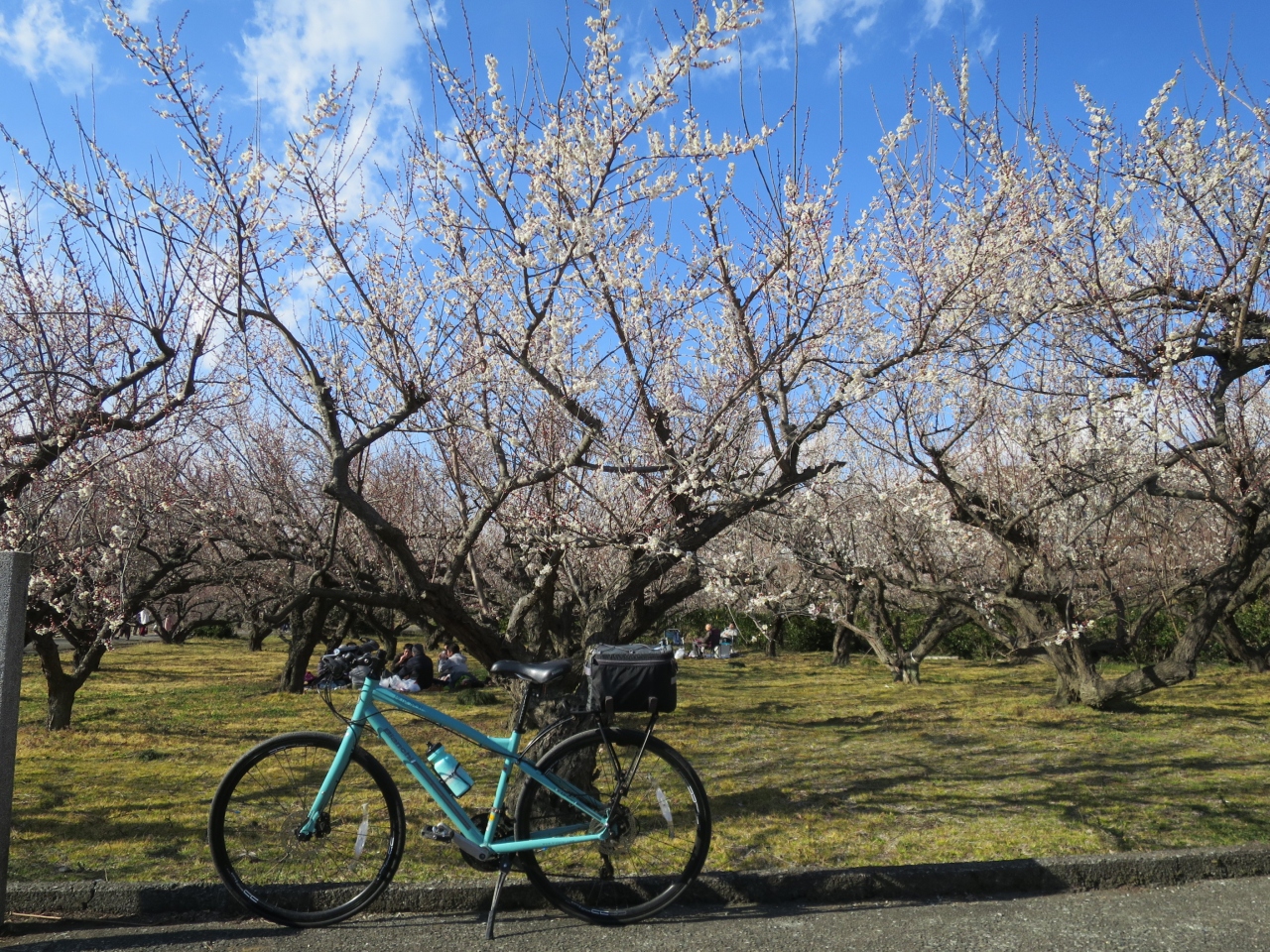自転車で小田原梅まつり（曽我梅林）に行ってきました』小田原(神奈川 