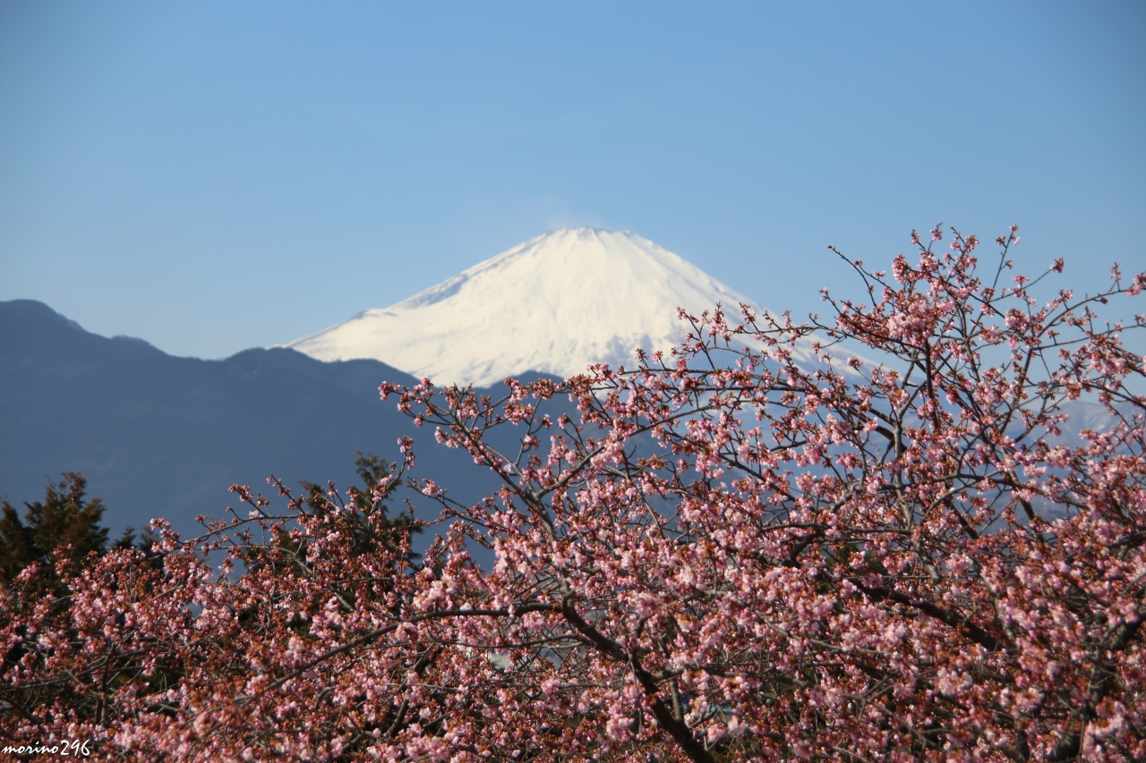 富士山と桜と梅の饗宴 まつだ桜まつり 小田原梅まつり 秦野 松田 足柄 神奈川県 の旅行記 ブログ By Morino296さん フォートラベル