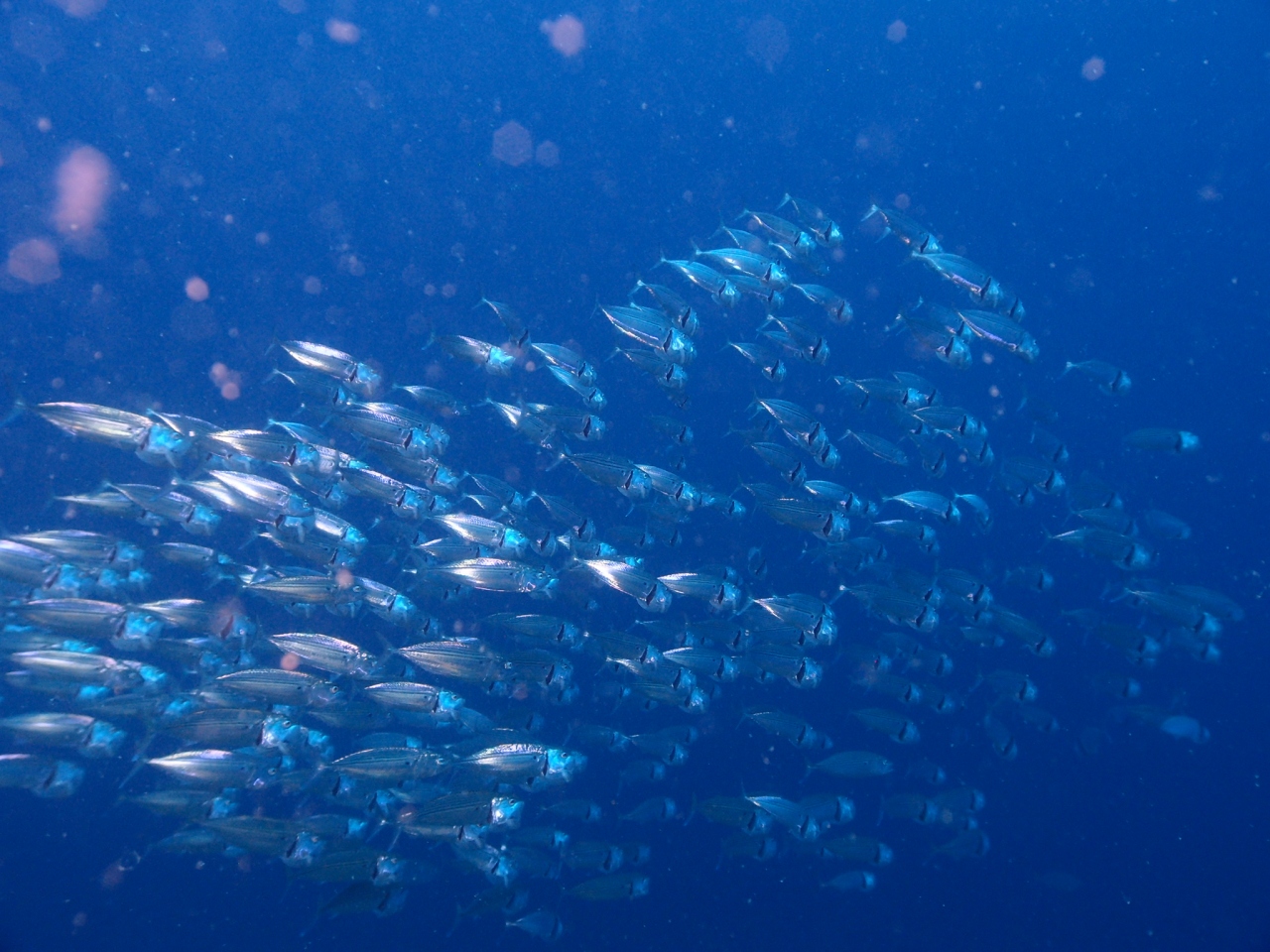 連休で弾丸ダイビング 久々にアニラオで魚の群れを見ました ルソン島 フィリピン の旅行記 ブログ By チュンチュンさん フォートラベル