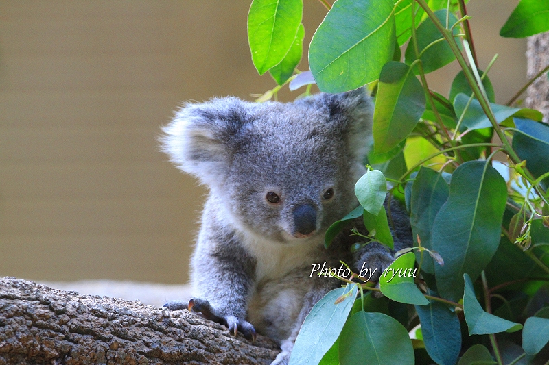 コアラの赤ちゃんの名前が決まりました ってことでコアラ祭りです 千種 今池 愛知県 の旅行記 ブログ By Ryuu64さん フォートラベル