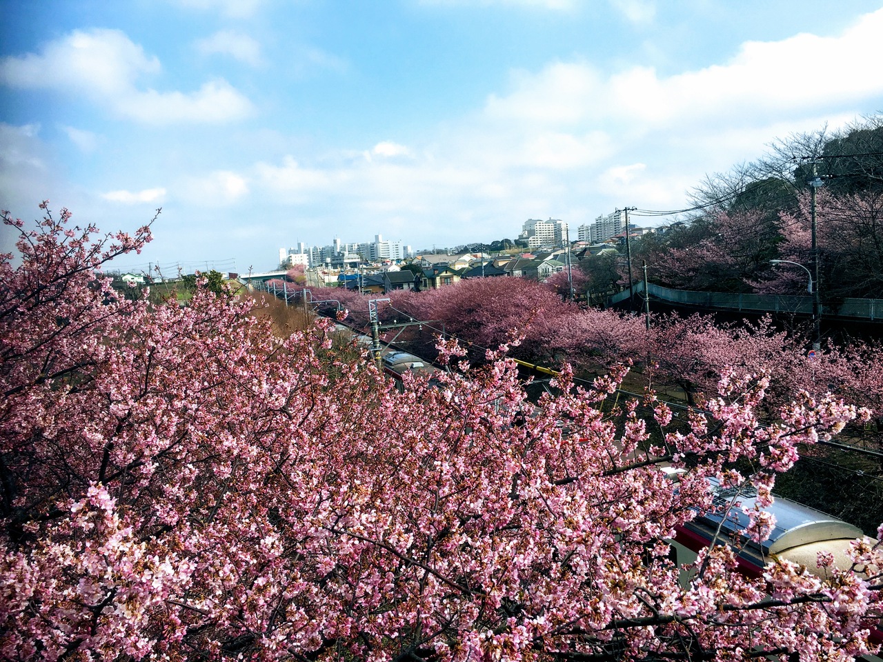 桜 2021 海岸 三浦 まつり