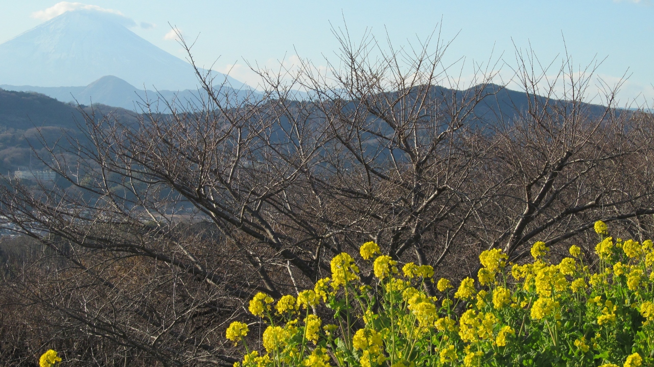 高麗山から湘南平ハイキング そのあと二宮で菜の花と富士山の饗宴 平塚 大磯 神奈川県 の旅行記 ブログ By Jun1さん フォートラベル