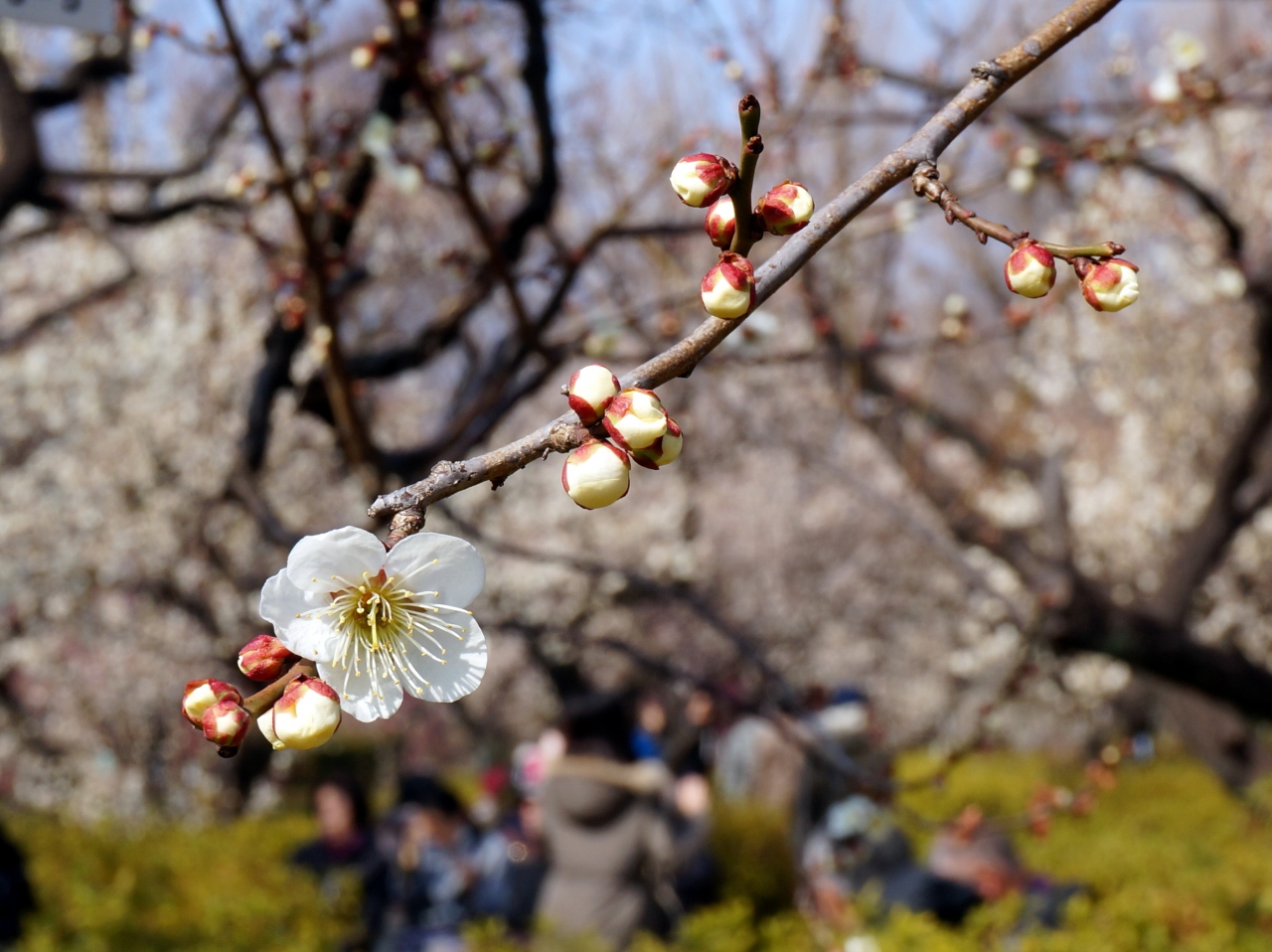 梅ヶ丘 羽根木公園 の世田谷梅まつり 三軒茶屋 駒沢 東京 の旅行記 ブログ By 愛吉さん フォートラベル 梅ヶ丘 羽根木公園 の世田谷梅まつり 三軒茶屋 駒沢 東京 の旅行記 ブログ By 愛吉さん フォートラベル