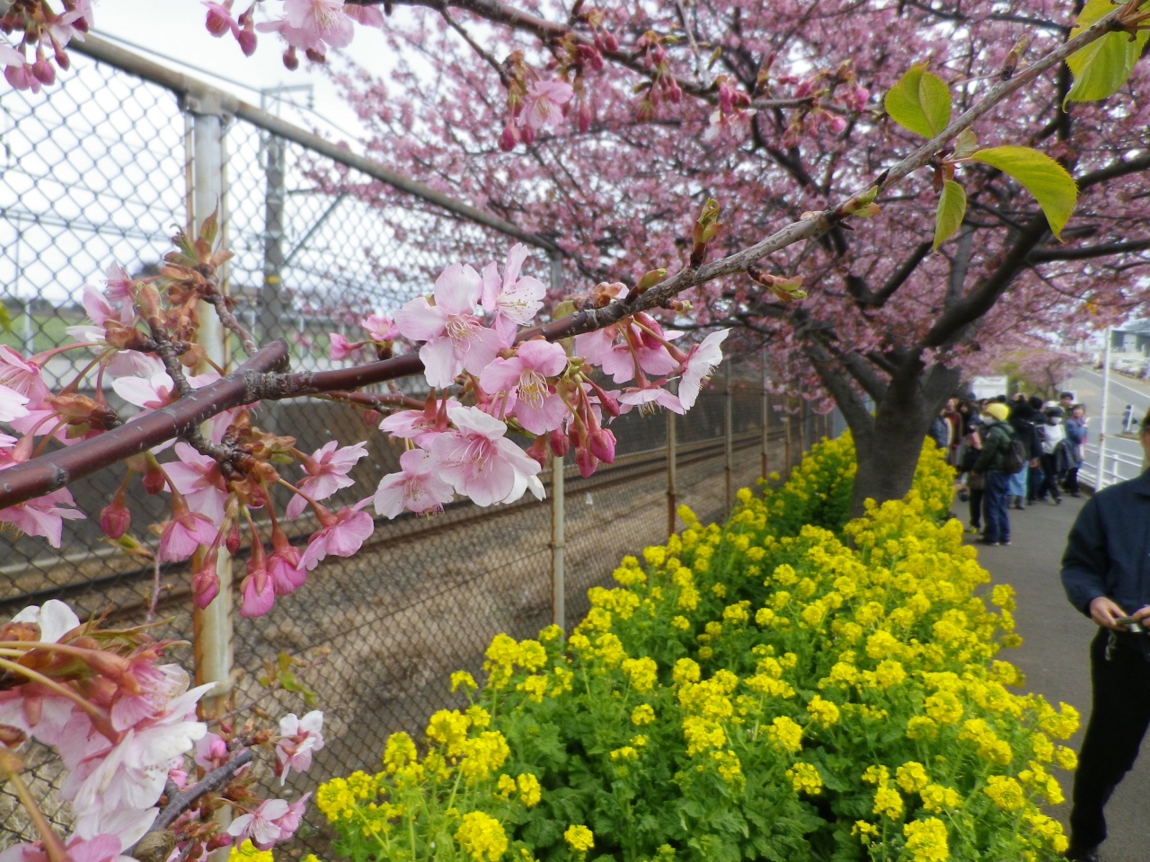 神奈川 河津 桜