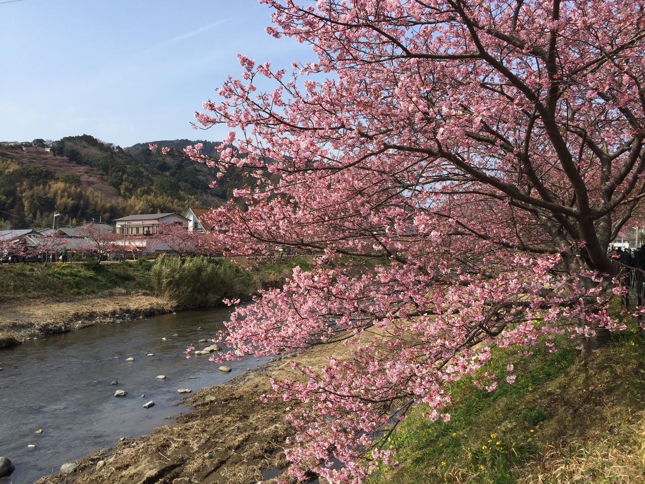 開花は早め 満開までは遅め河津桜祭18 河津温泉郷 今井浜 静岡県 の旅行記 ブログ By Flocons De Neigeさん フォートラベル 開花は早め 満開までは遅め河津桜祭18 河津温泉郷 今井浜 静岡県 の旅行記 ブログ By Flocons De Neigeさん フォートラベル