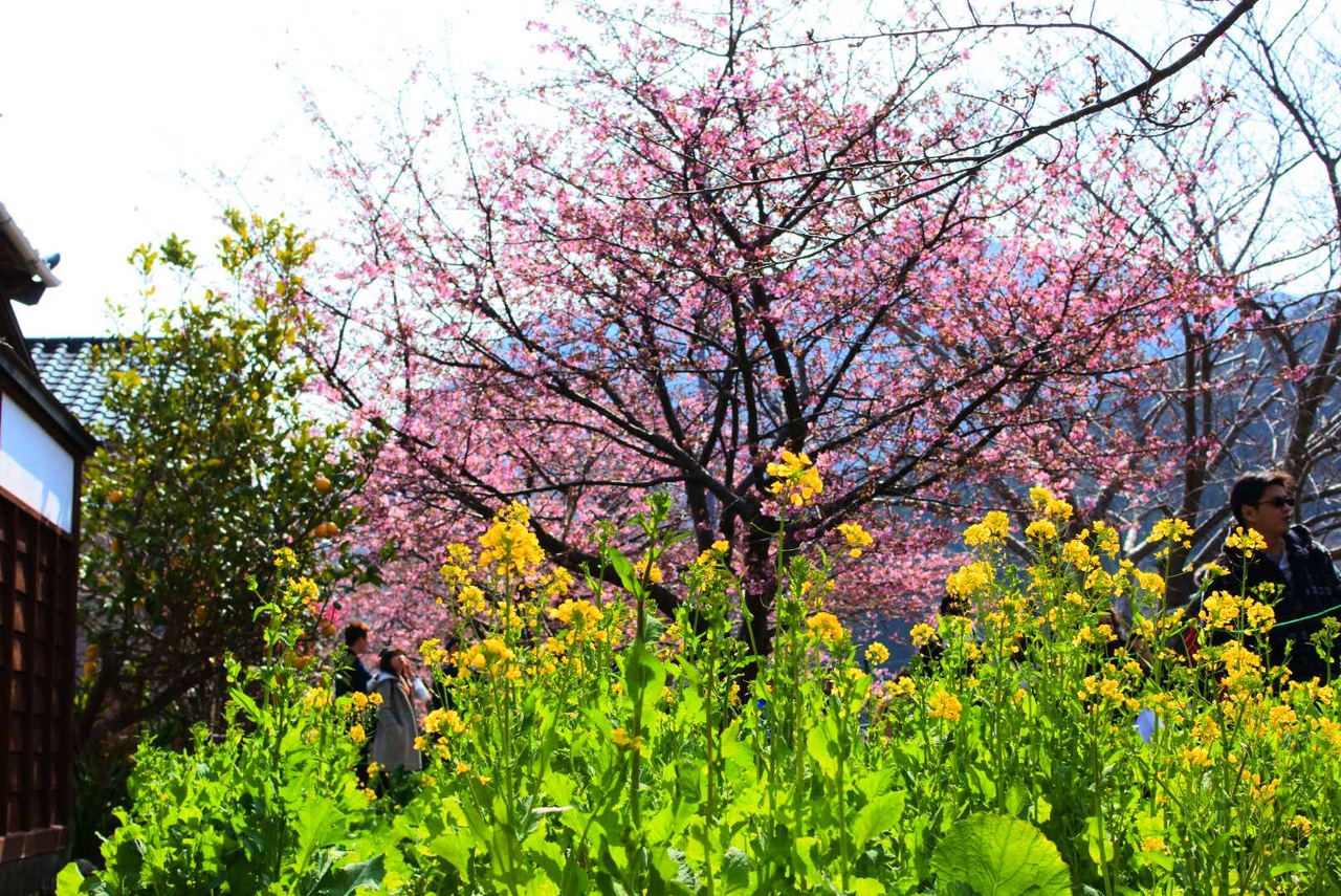 河津桜を愛でる旅