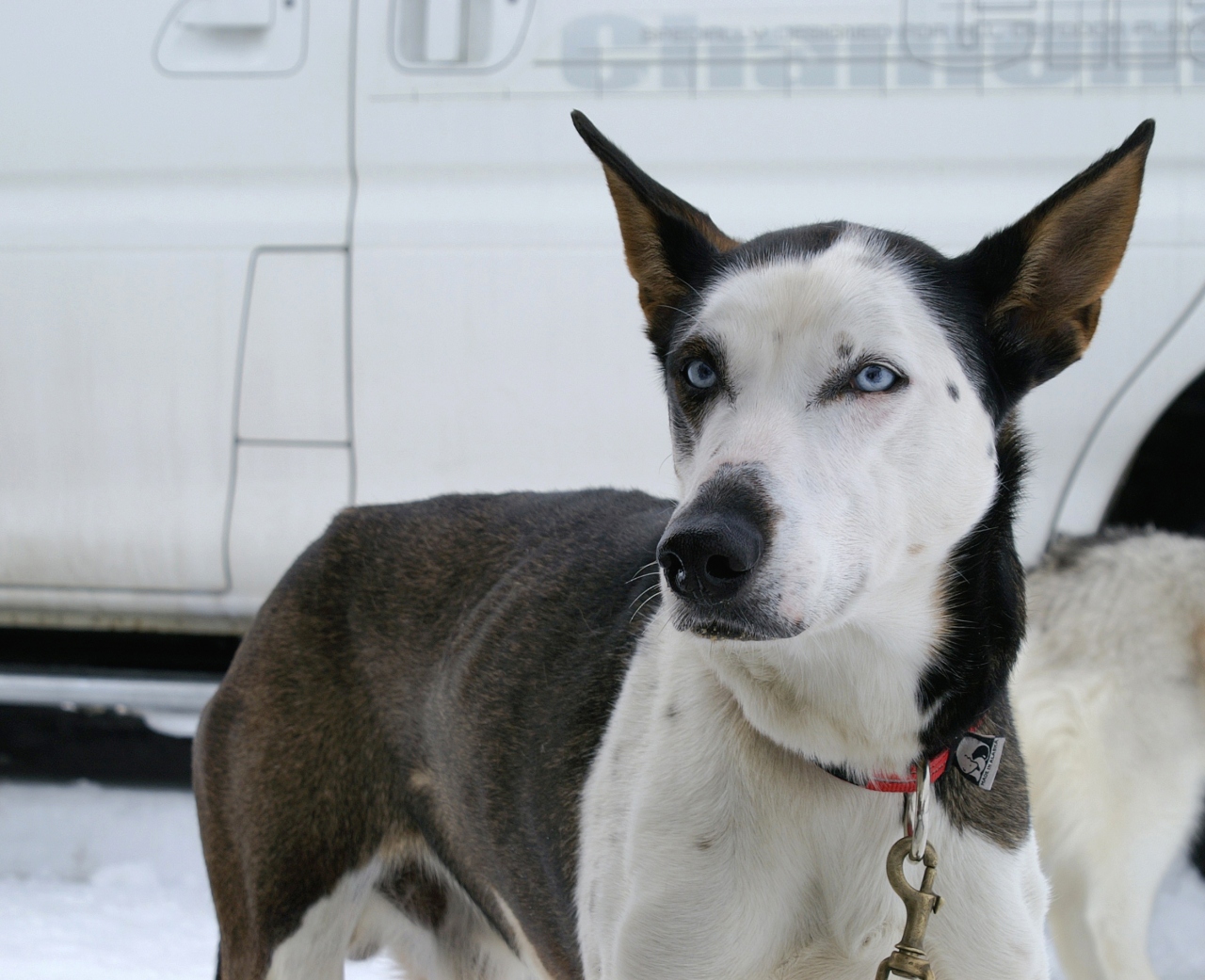 18 北海道 犬ぞりレース観戦 とオマケの動物園 旭川 北海道 の旅行記 ブログ By ホイさん フォートラベル