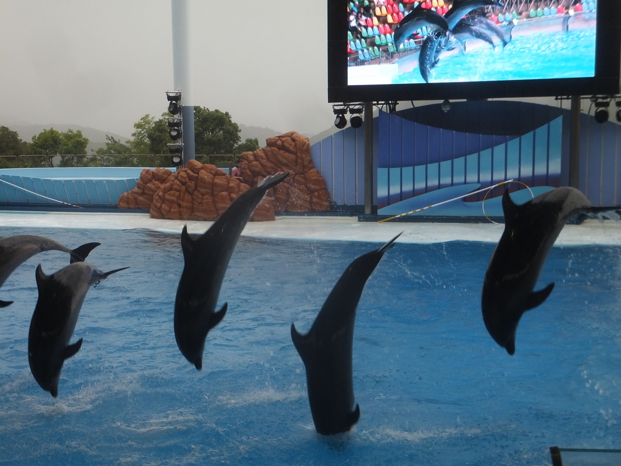 17 大阪遠征はアドベンチャーワールドとusjへ その2 ペンギン王国とイルカショー 南紀白浜 和歌山県 の旅行記 ブログ By Dorompaさん フォートラベル 17 大阪遠征はアドベンチャーワールドとusjへ その2 ペンギン王国とイルカショー 南紀白浜 和歌山県 の旅行記 ブログ By Dorompaさん フォートラベル