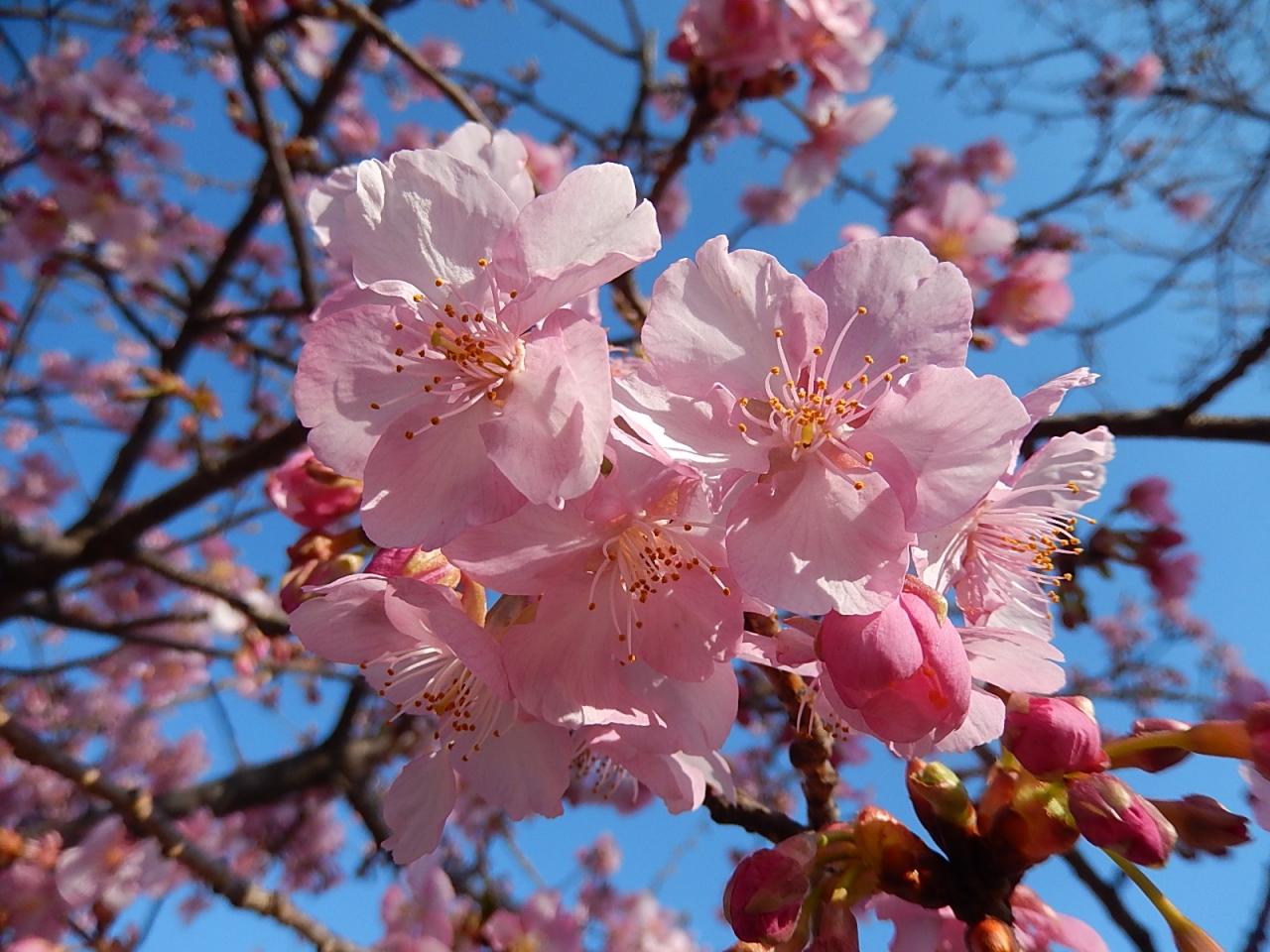 青空に映える河津桜の花 埼玉県の旅行記 ブログ By Tsunetaさん フォートラベル